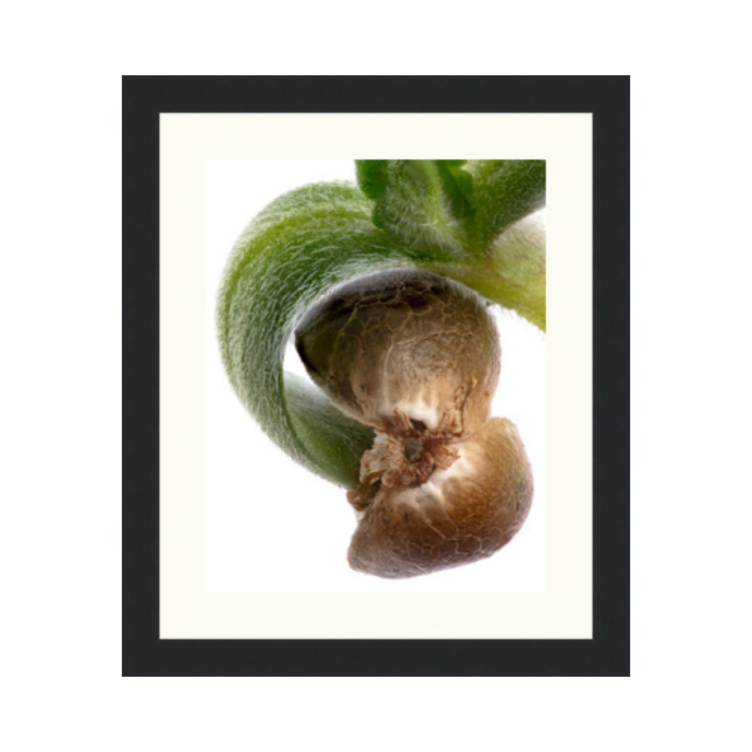 Cotyledons with Seed Husk - Framed Cannabis Print.jpg