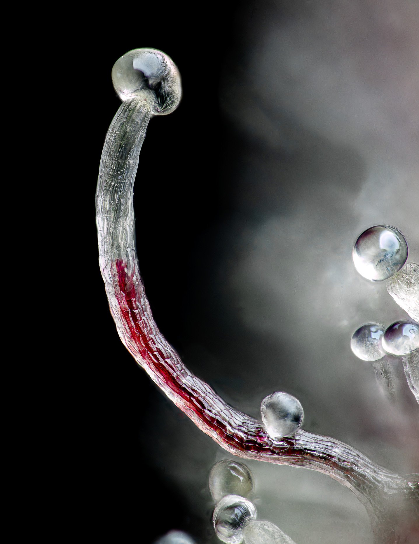 GSG Trich 610 DPI for silver hailide print.jpg