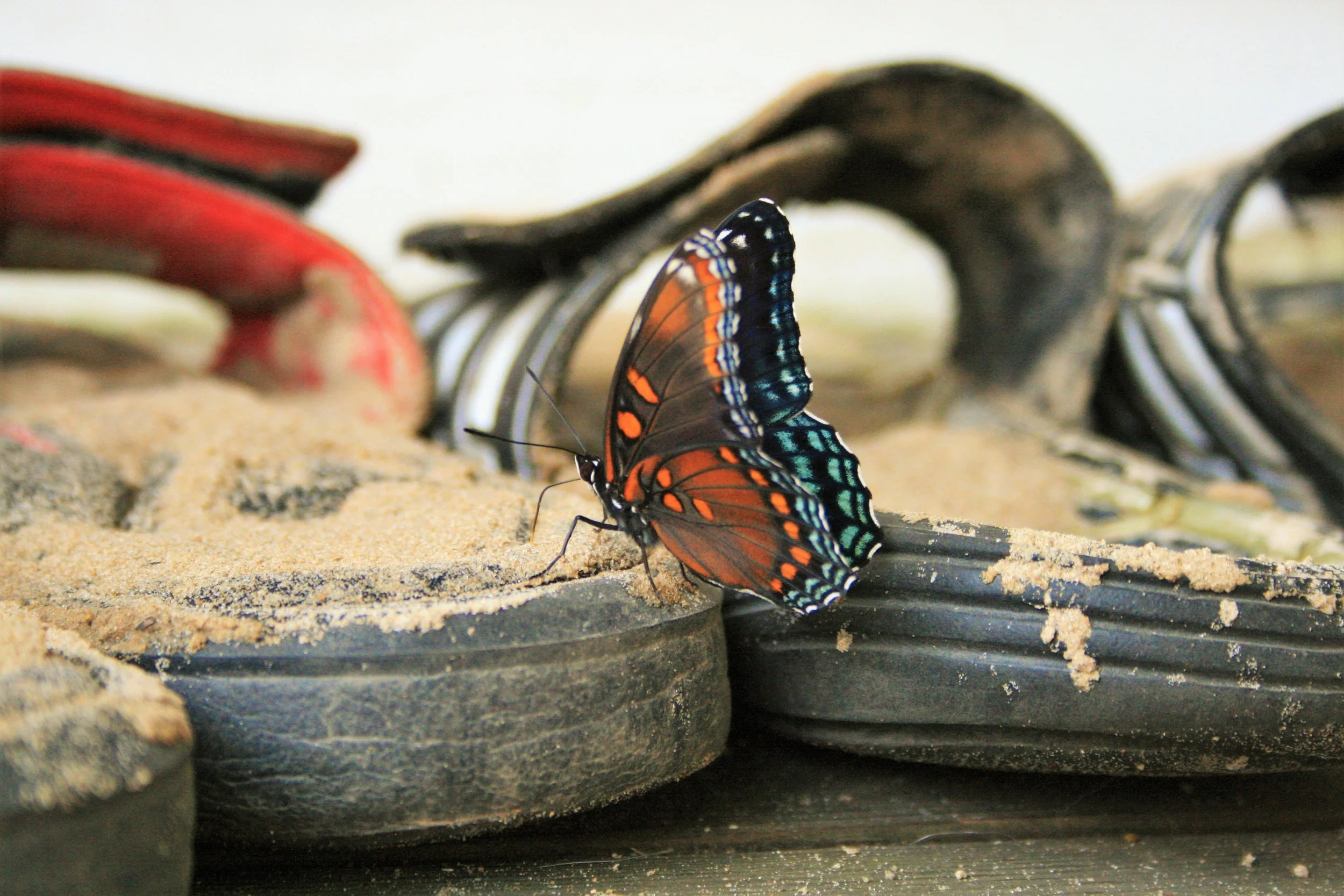 Butterfly Sandals