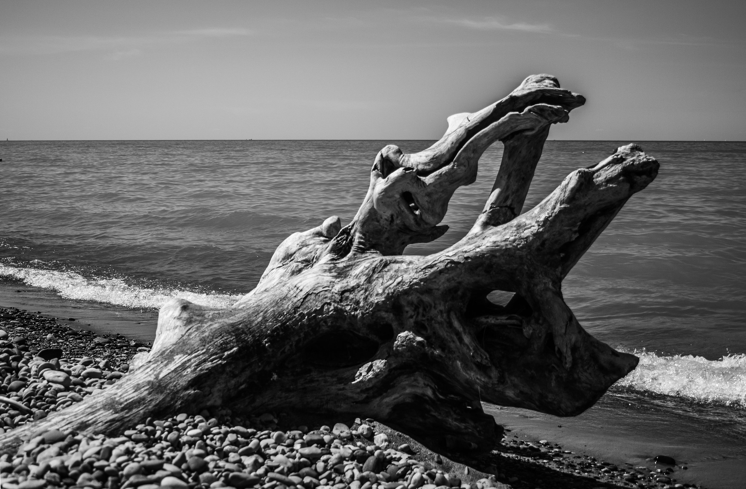 Driftwood.jpg