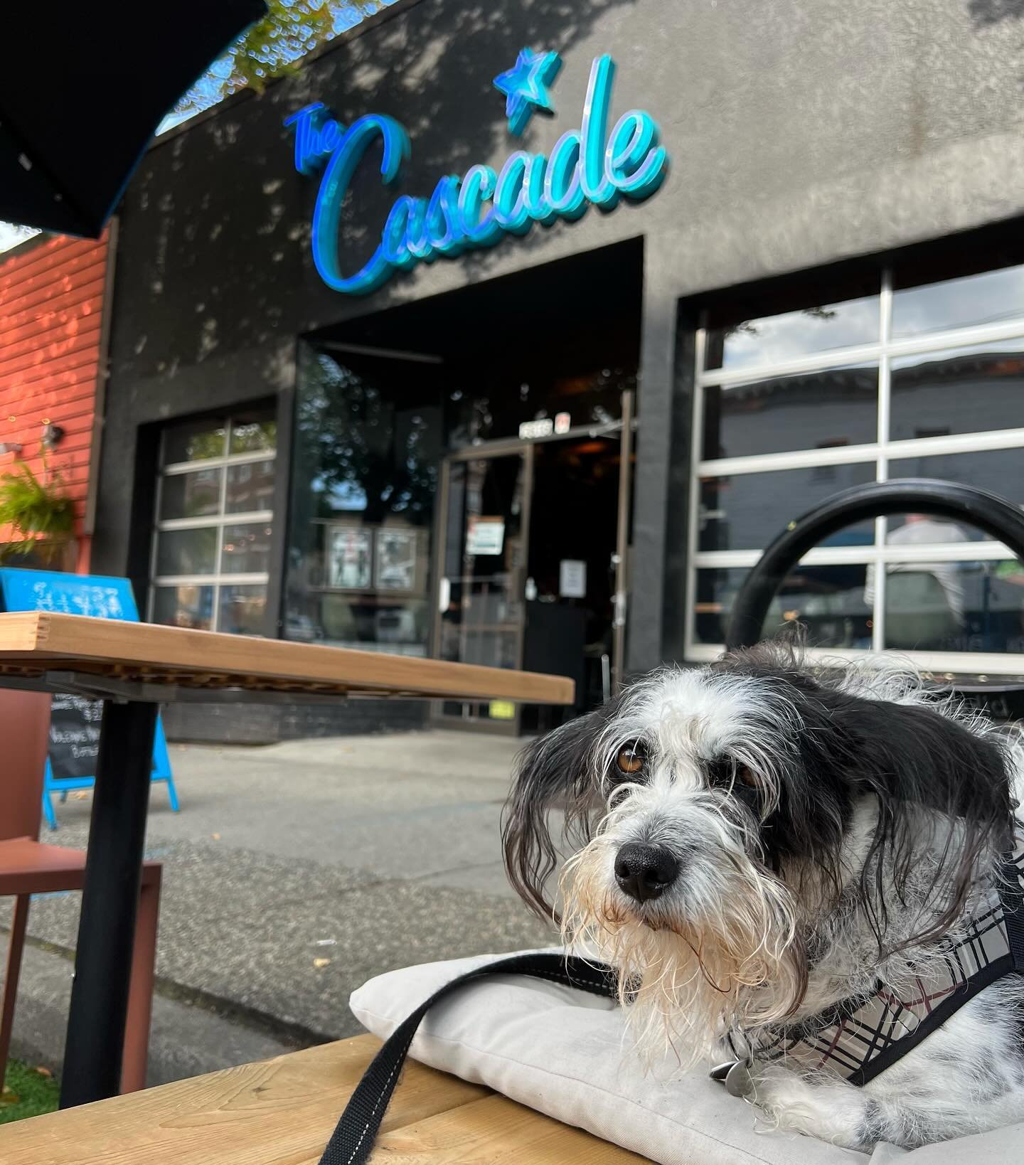 PATIO SEASON IS ALMOST UPON US

It feels like it&rsquo;s been a dog&rsquo;s age but we&rsquo;ll be back in action on the Cascade patio soon!

Stay tuned for when you can come soak up the sun and kick back with us this spring and summer in the @mountp