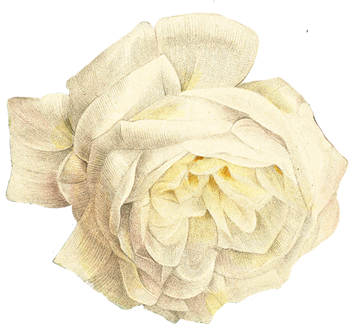 Digital graphic of a white rose.