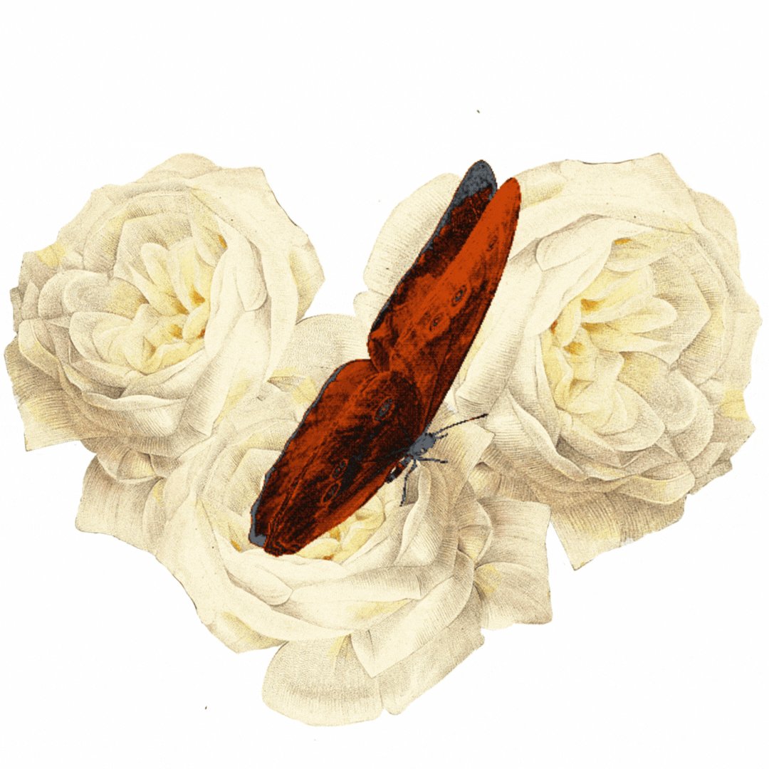 Video clip of a butterfly flapping its wings while landed on flowers.