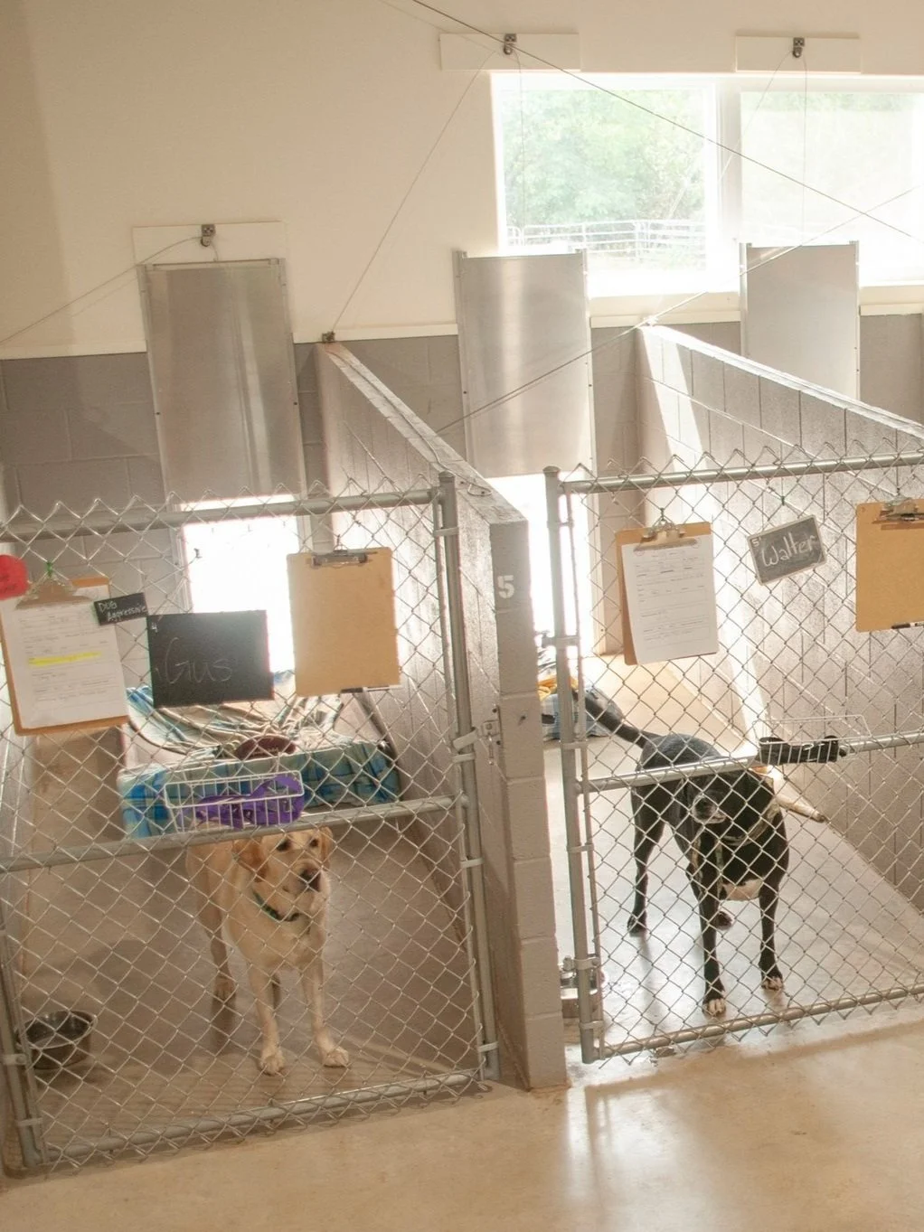 Boarding — Stone Chapel Kennel & Cattery