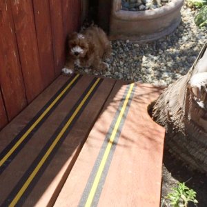 Small dog sitting next to wooden ramp with black and yellow stripes, near wooden wall and basket in gravel area.