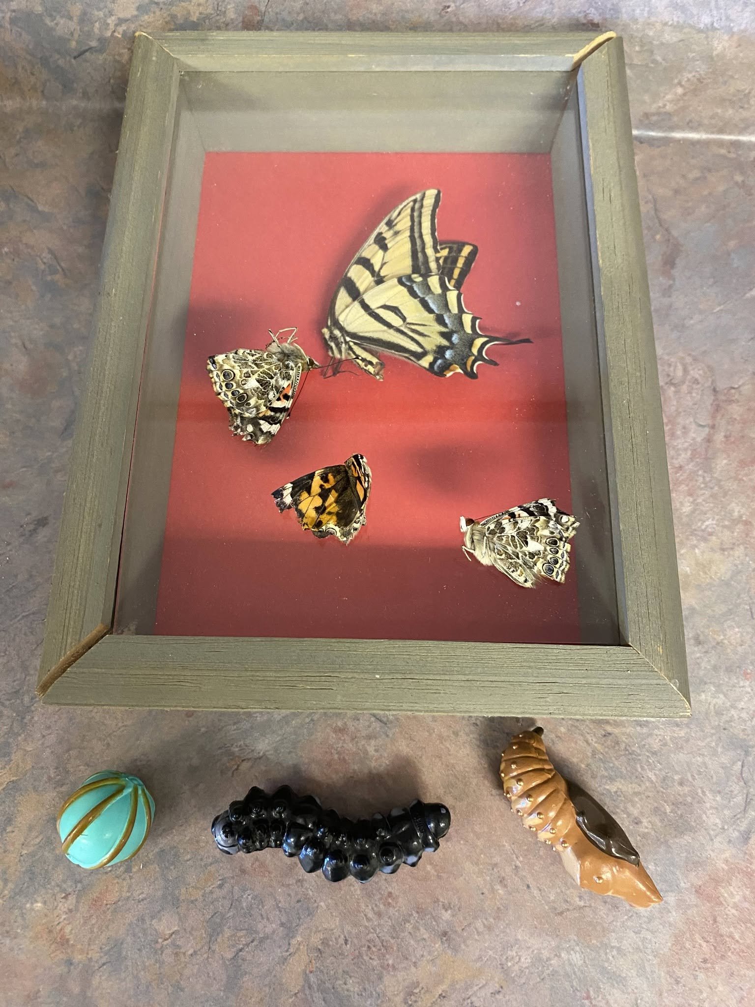 A display case with a red background containing a butterfly and moth specimen, and several other insect replicas or models of various shapes and colors on the floor around it.