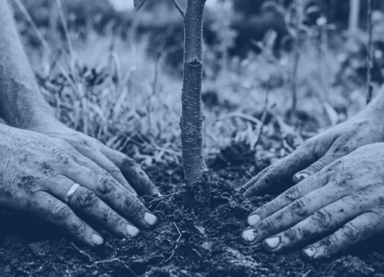 Hands planting a young tree in soil