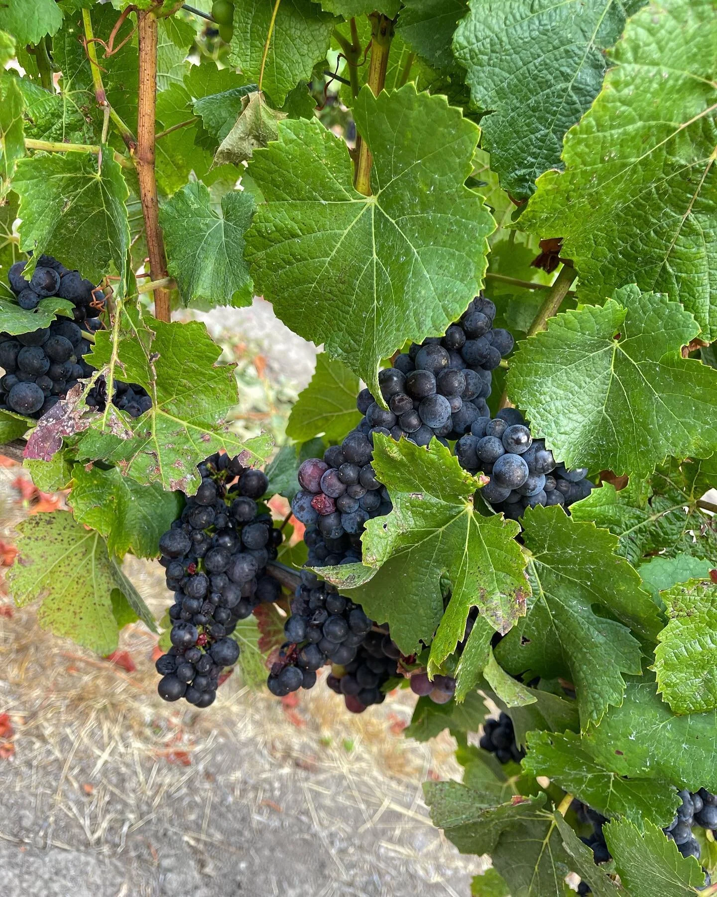 And that completes the 2022 Pinot #777 harvest at Sullivan Vineyards. Up next Pommard then on the Chardonnay. #harvest #sparklingwine #🍇