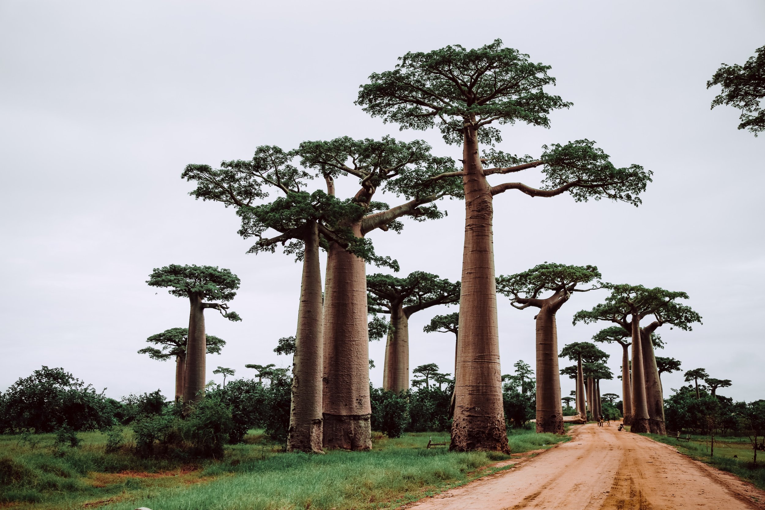 Baobab Fruit
