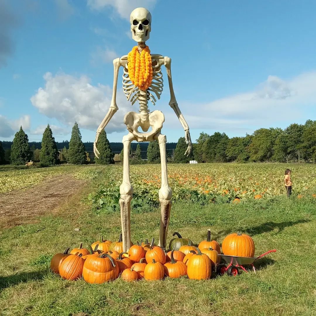 Dharma ridge pumpkin patch Chimacum