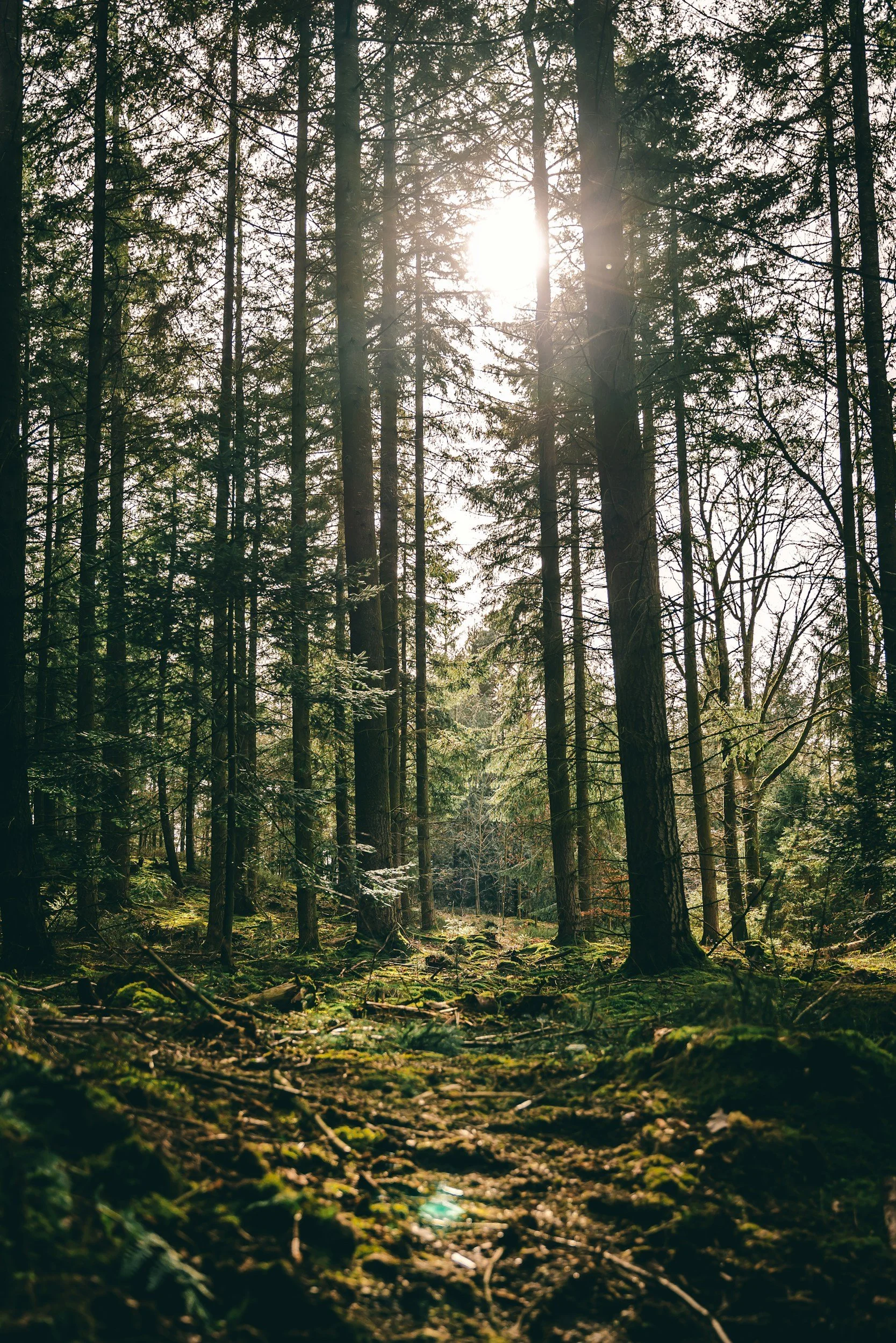 Sunlight shining through tall evergreen trees in a dense forest with moss-covered ground.