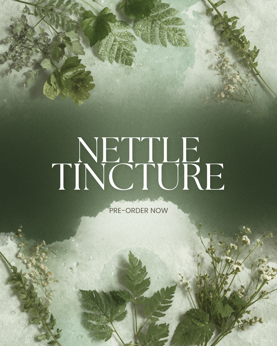 Nettle Tincture Pre-Order