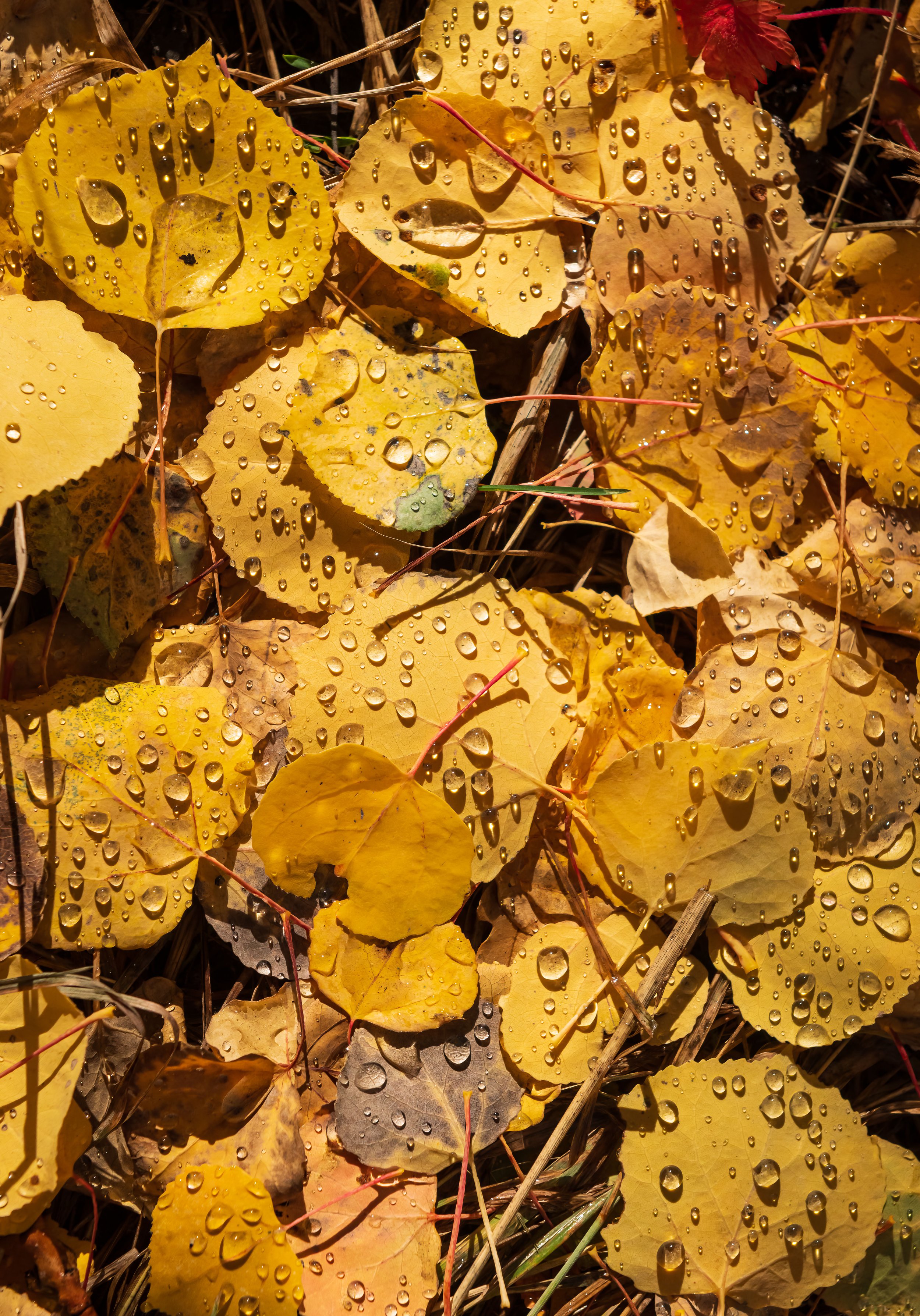 Fall Rain Drops.jpg