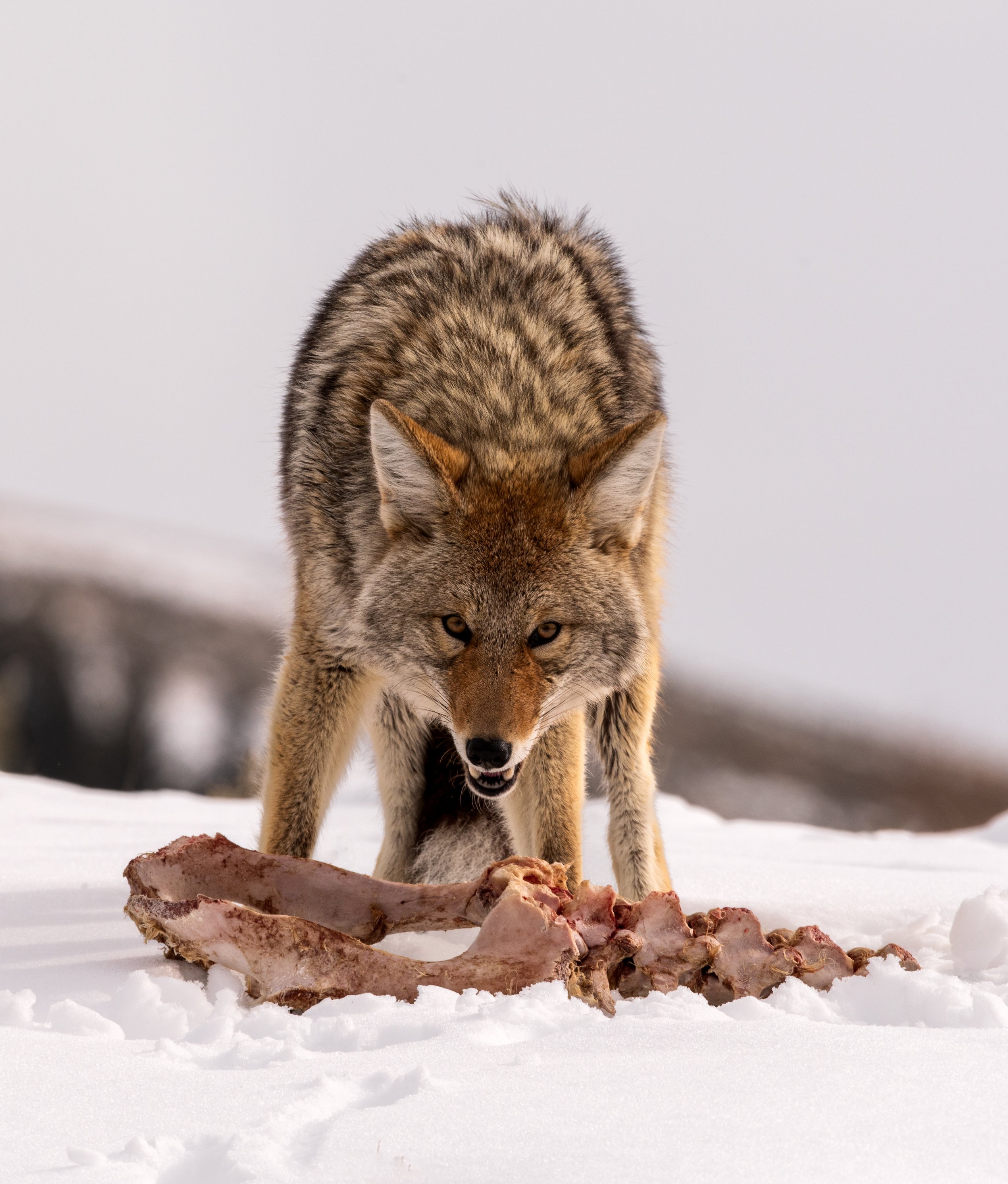 This is MY Bone