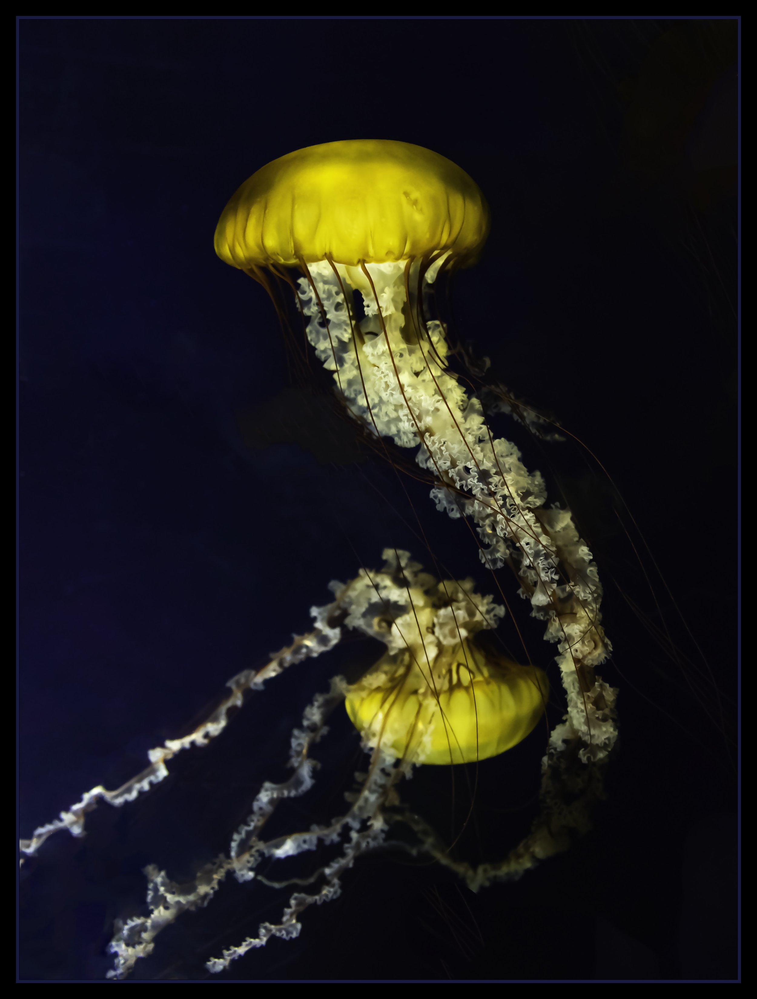 Dancing Jellies