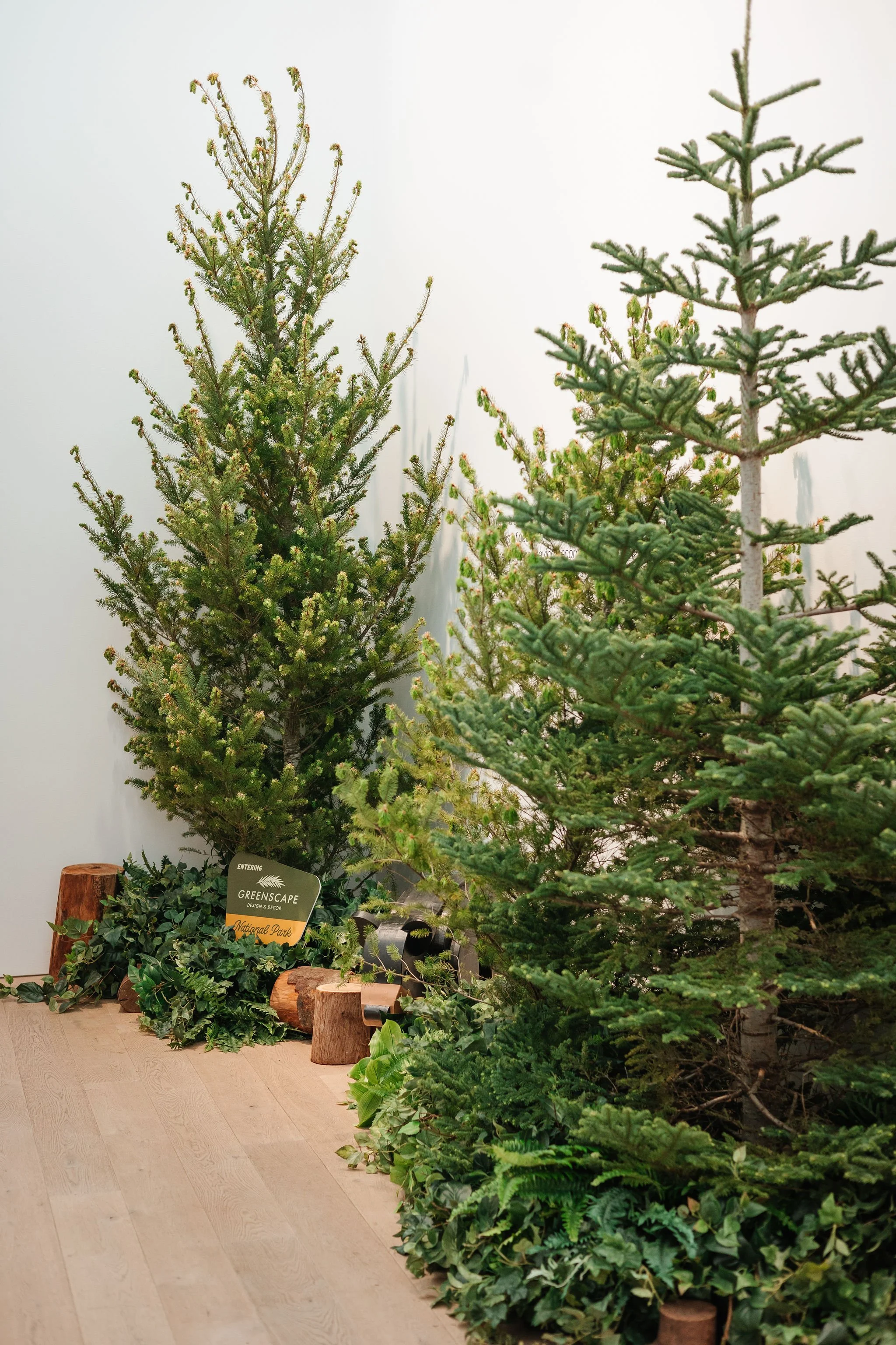 Various potted evergreen trees displayed indoors on a light wood floor with sprigs of decorative greenery and wooden stumps around them.