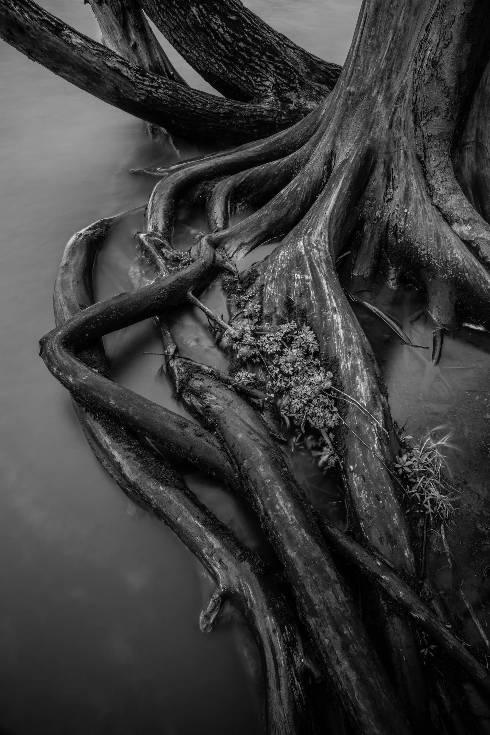 Black and white photo of exposed tree roots near water, with small plants growing among them.