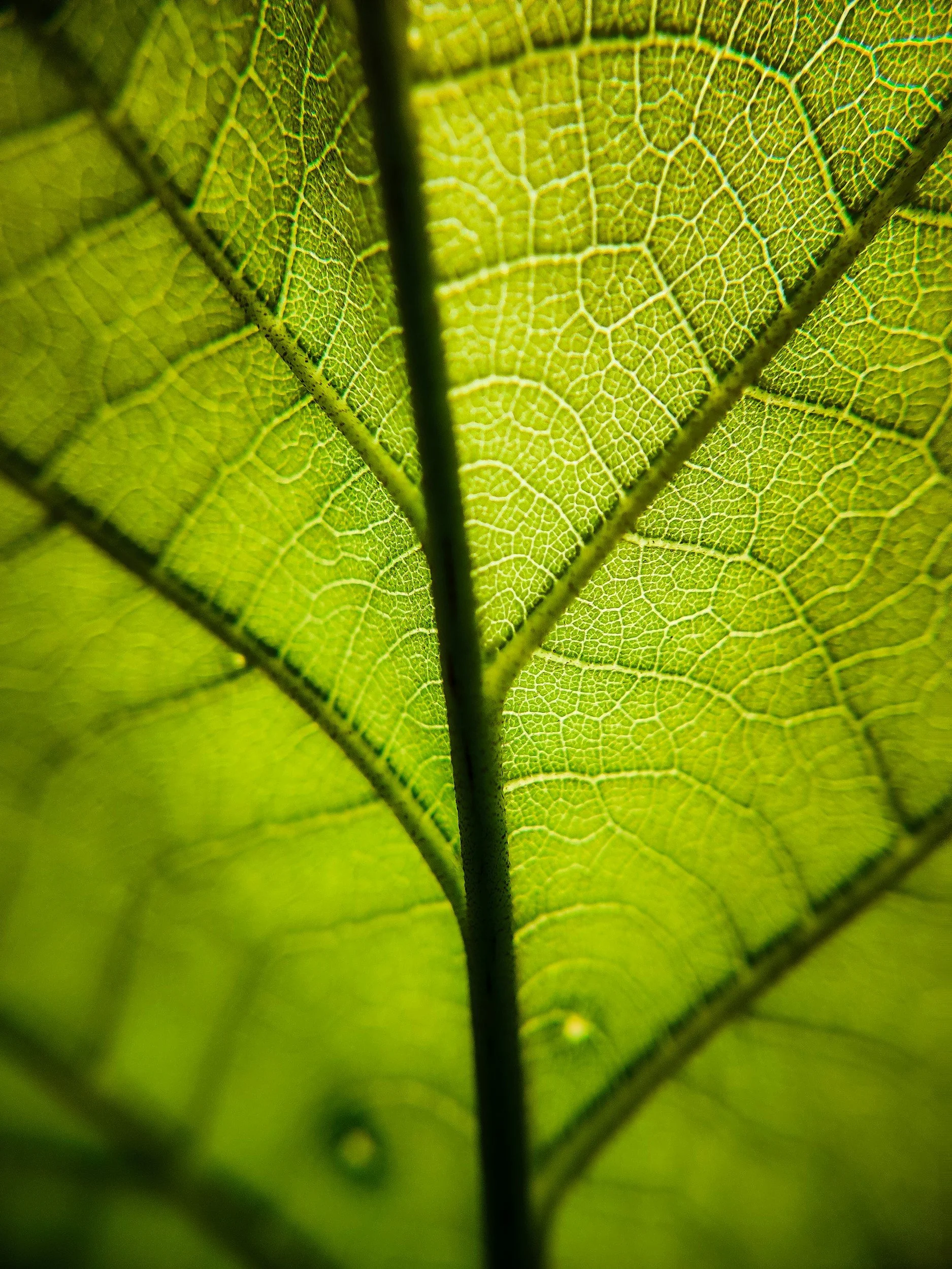 Close-up of a vibrant green leaf showing its detailed veins and structure to depict connectedness
