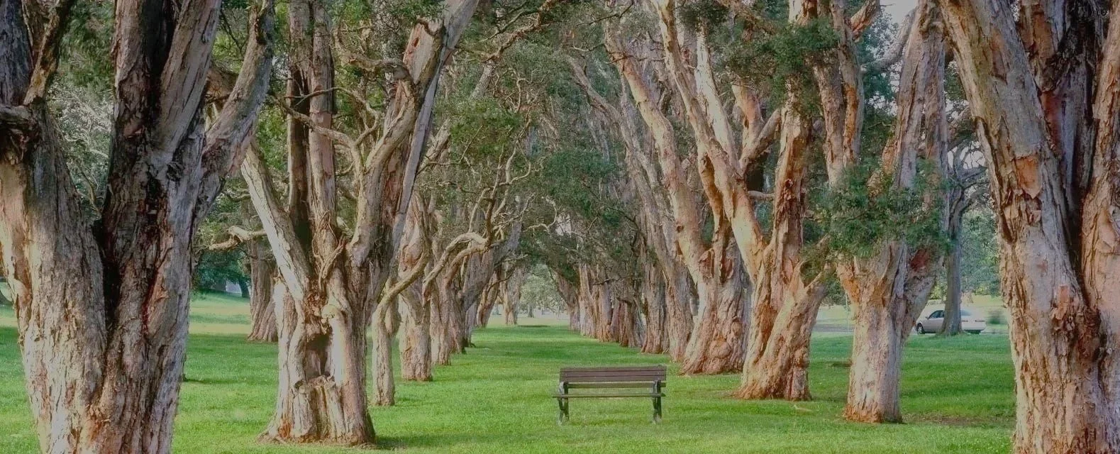 A park with a pathway lined by large trees with twisted trunks, and a bench positioned along the pathway.