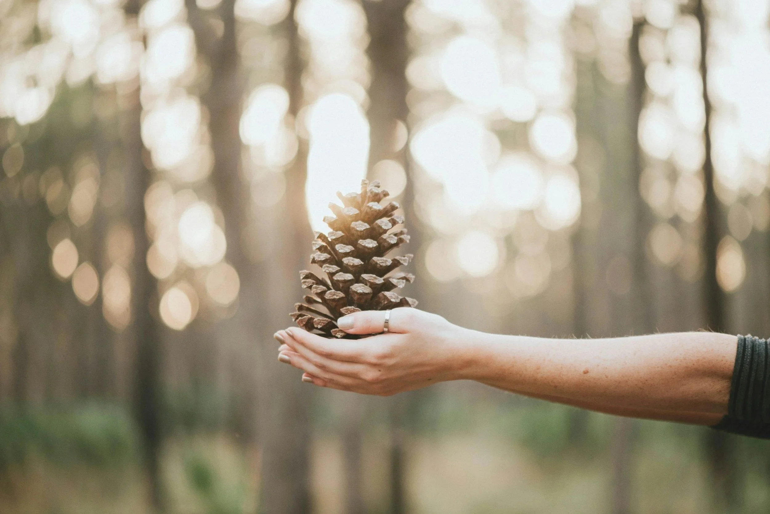 Person holding a pinecone with a blurred forest background