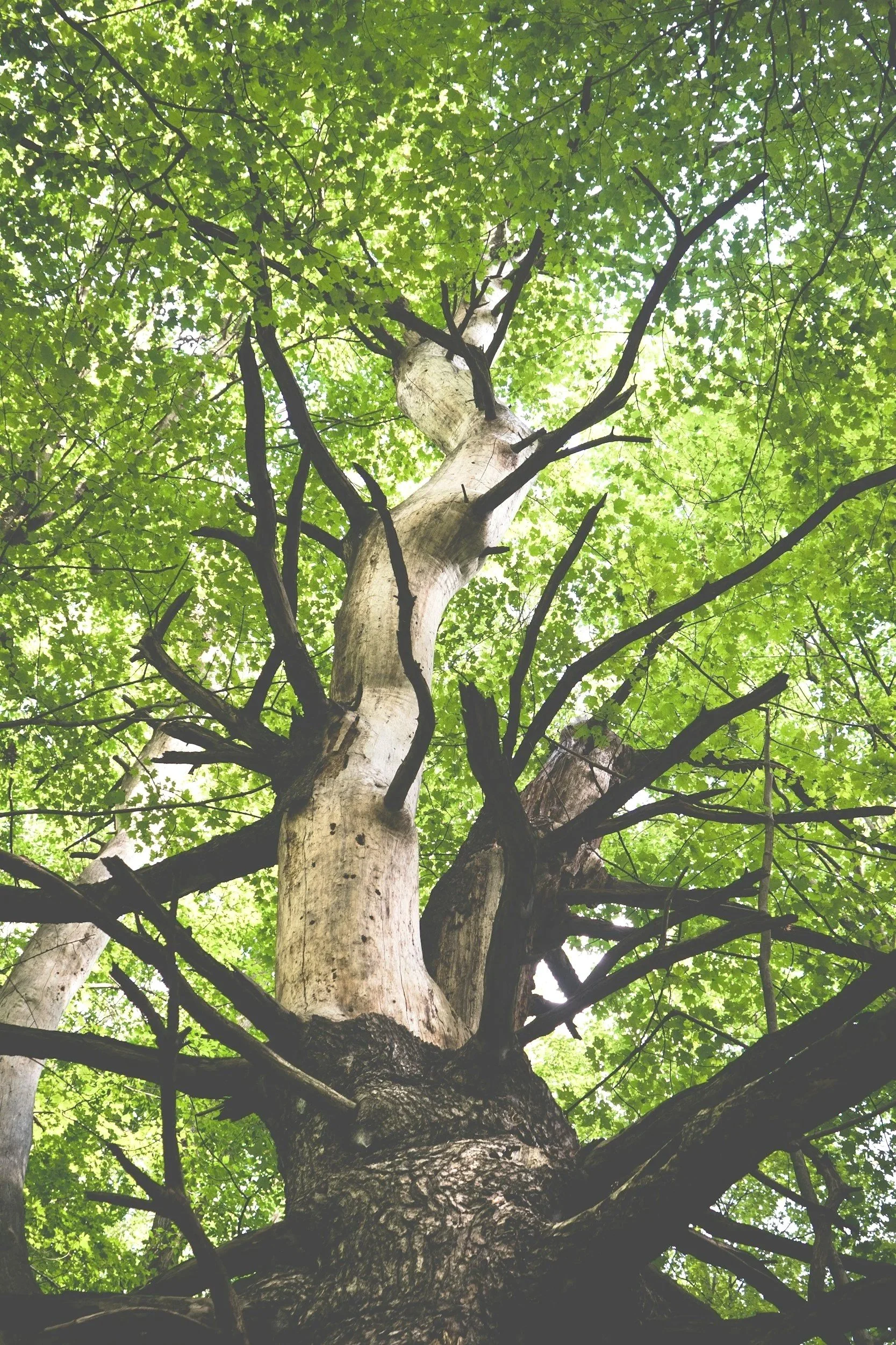 Looking up at a tall tree with green leaves and dark branches from the ground.
