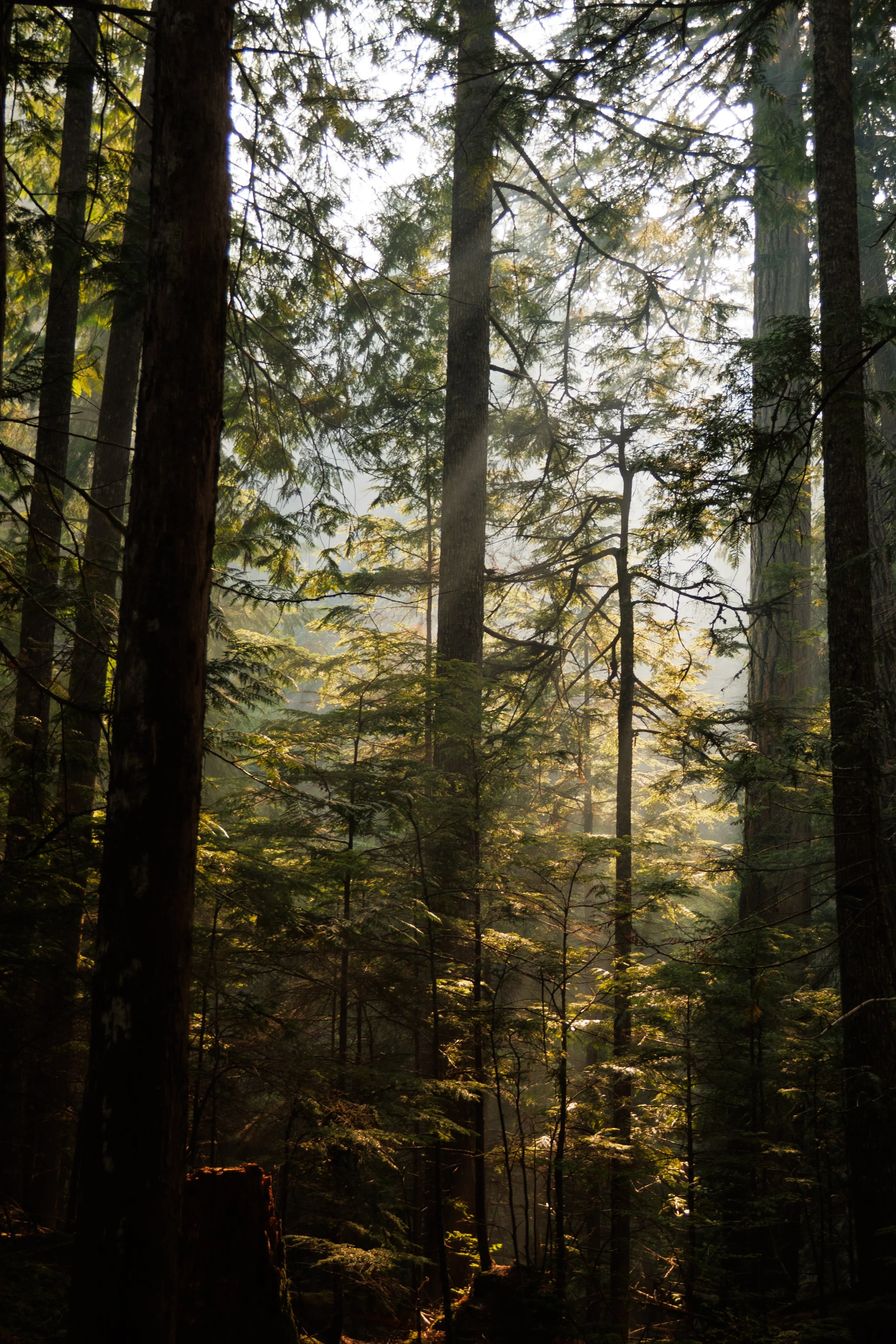 2025-09-02, TRAD CLIMB, Eric Carter Chief Triple Linkup, Squamish, BC-82.jpg