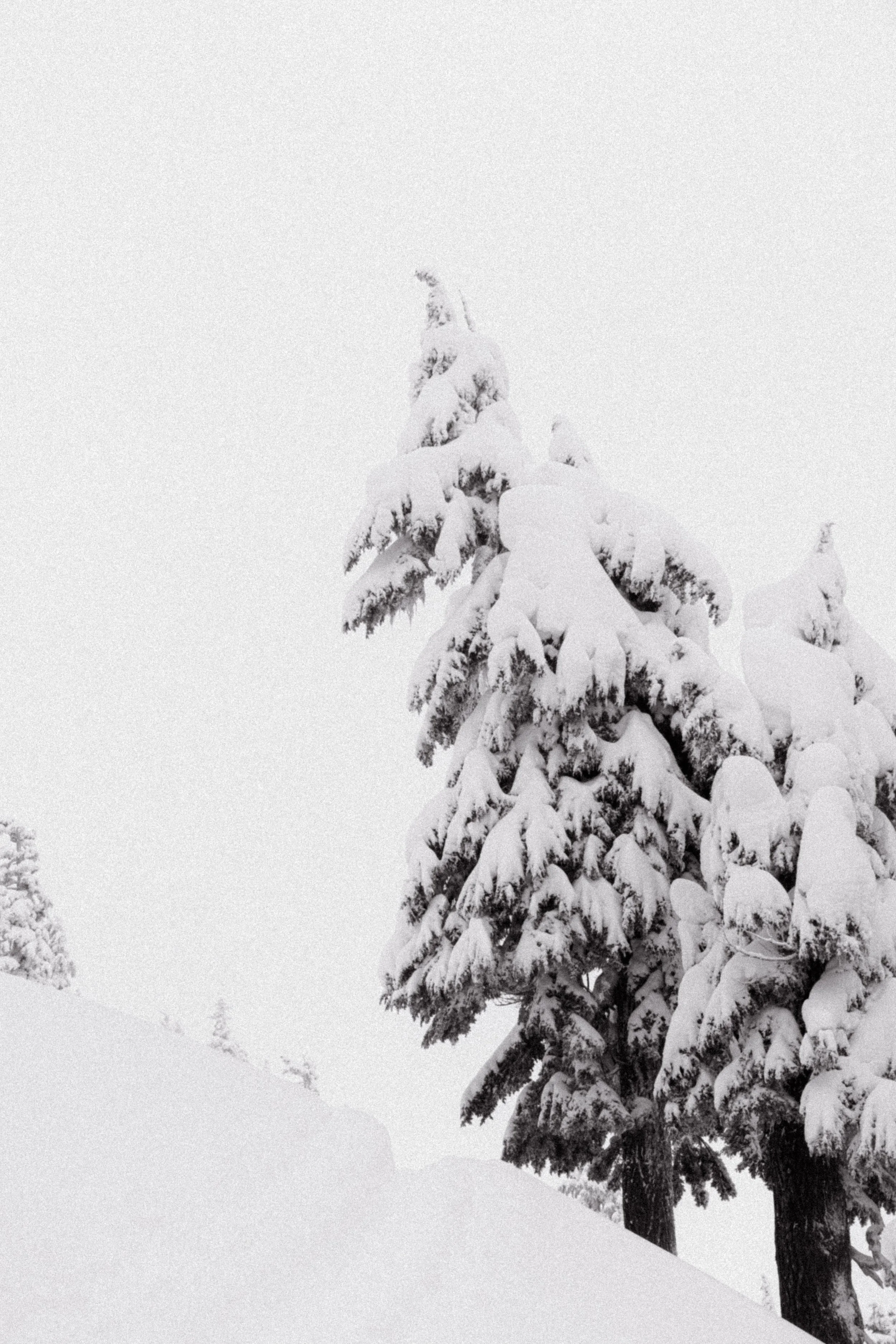 2026-01-09, BACKCOUNTRY SKI, Sea to Sky Gondola, Squamish, BC-8.jpg