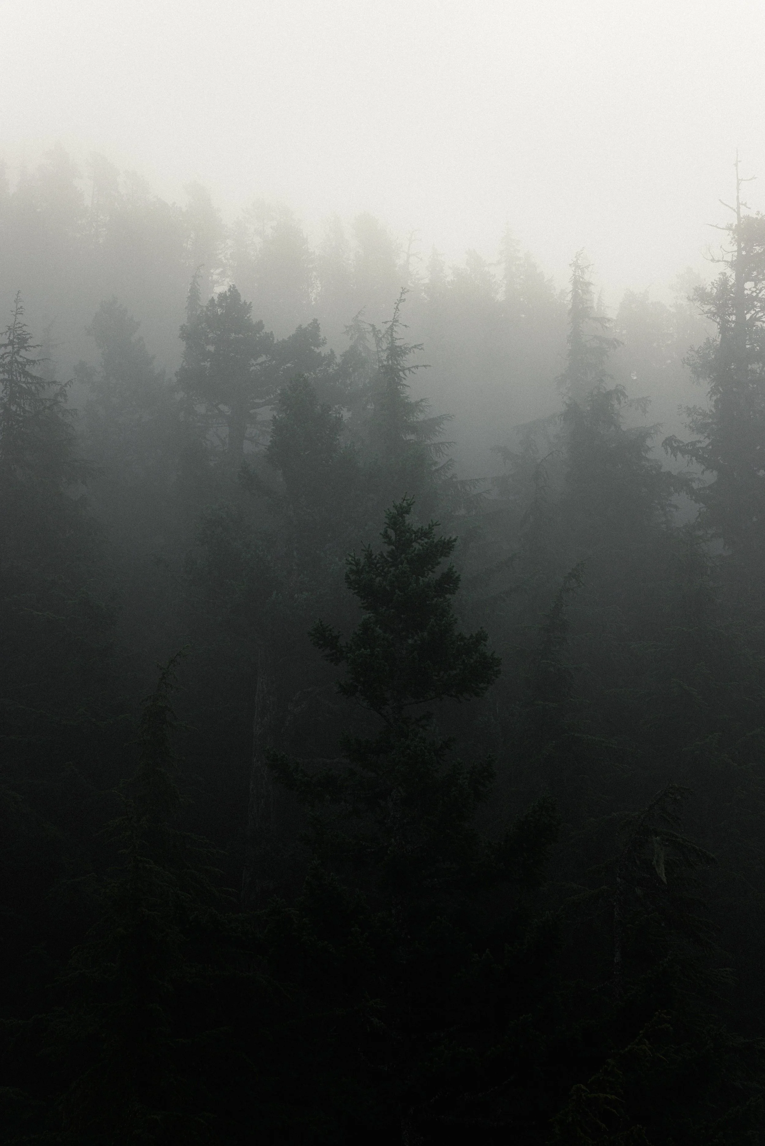 2026-02-08, LANDSCAPE, Squamish, BC-14.jpg