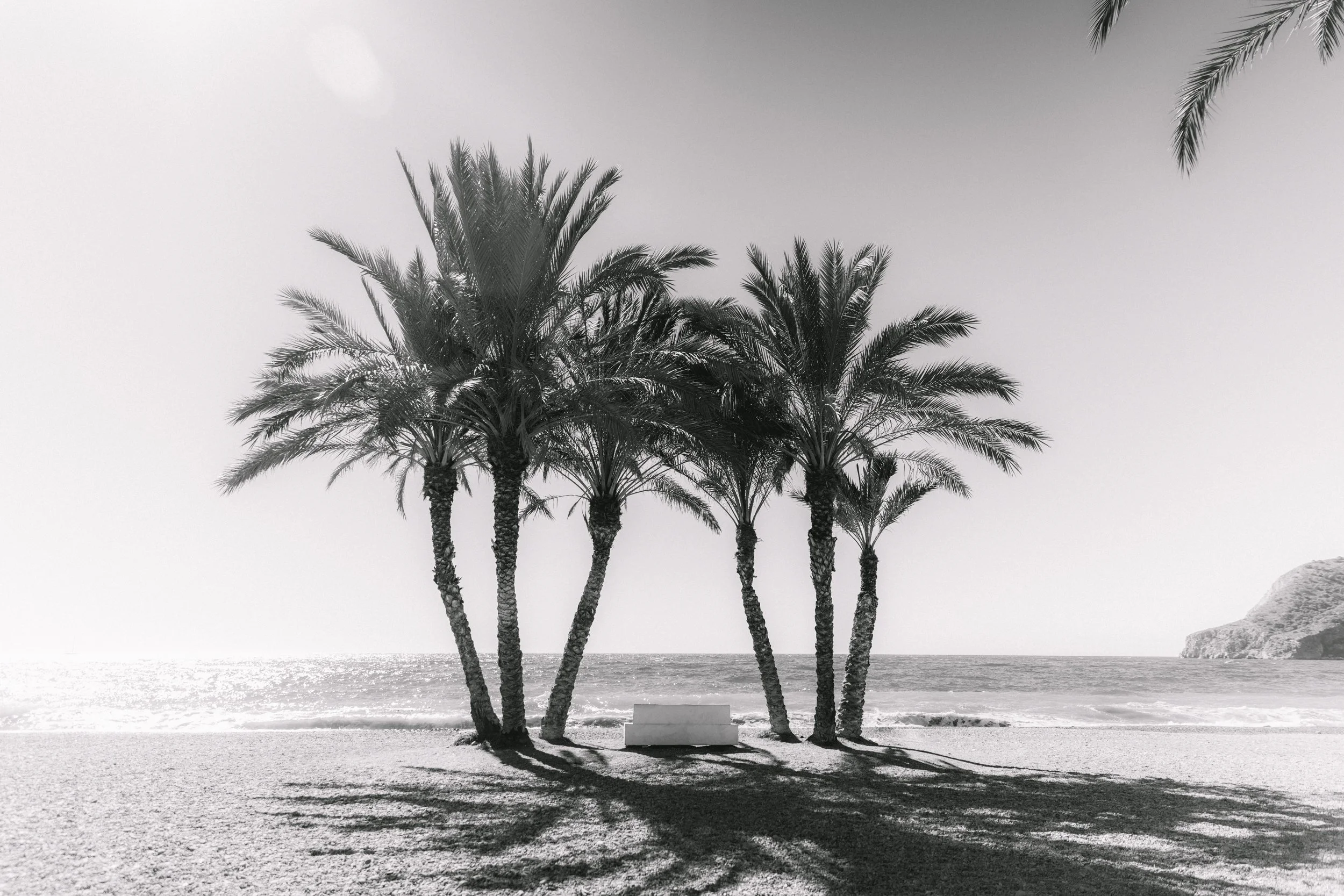 Black and white photo of a small beach with five palm trees and a bench underneath, facing the ocean, with a cliff in the background.