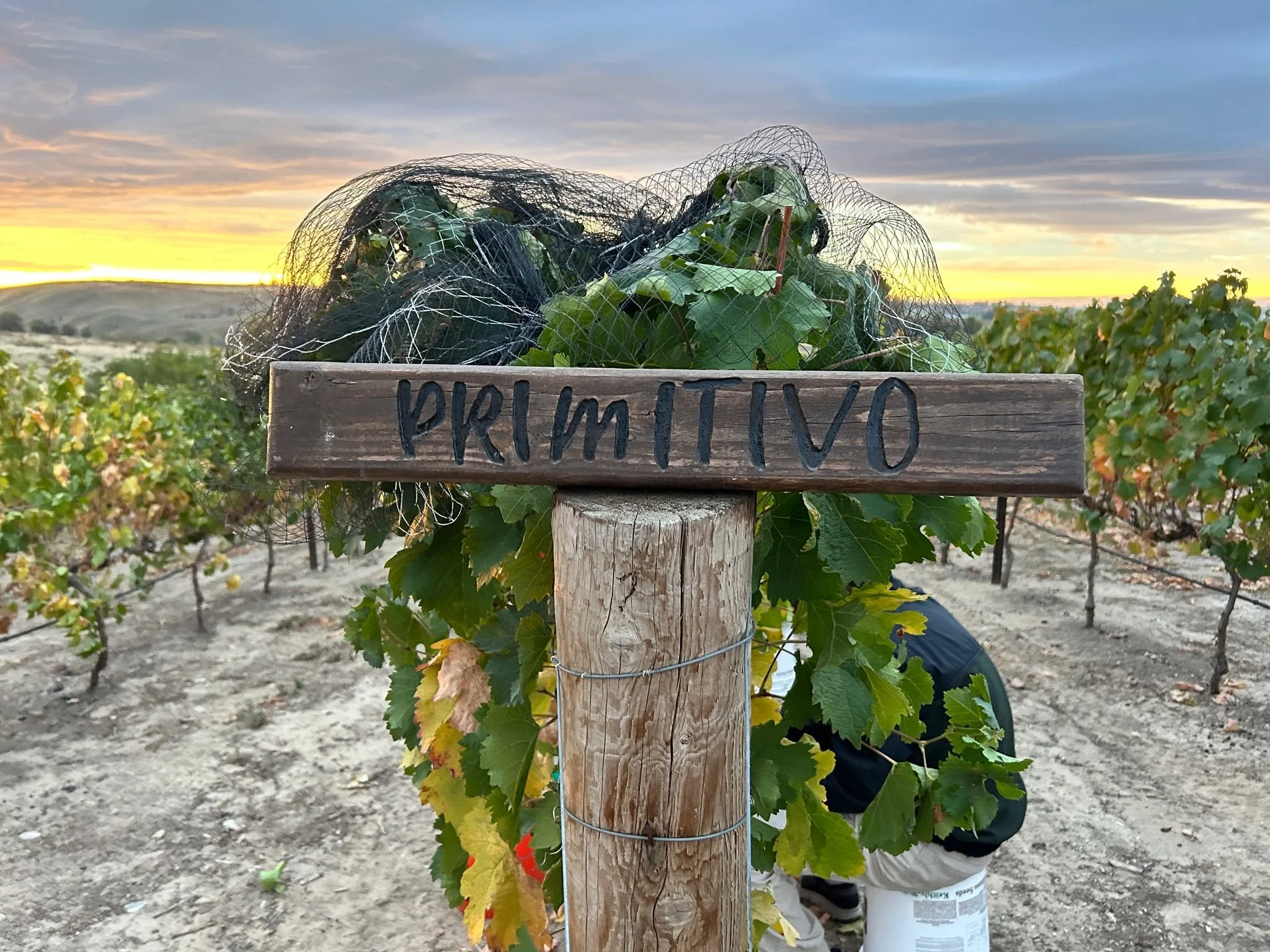 We picked our Primitivo yesterday, which means the 2025 harvest is officially in the books! 🍇 The busy days in the vineyard might be slowing down, but the work in the winery is just getting started as we create the next vintage for your glass. 🍷