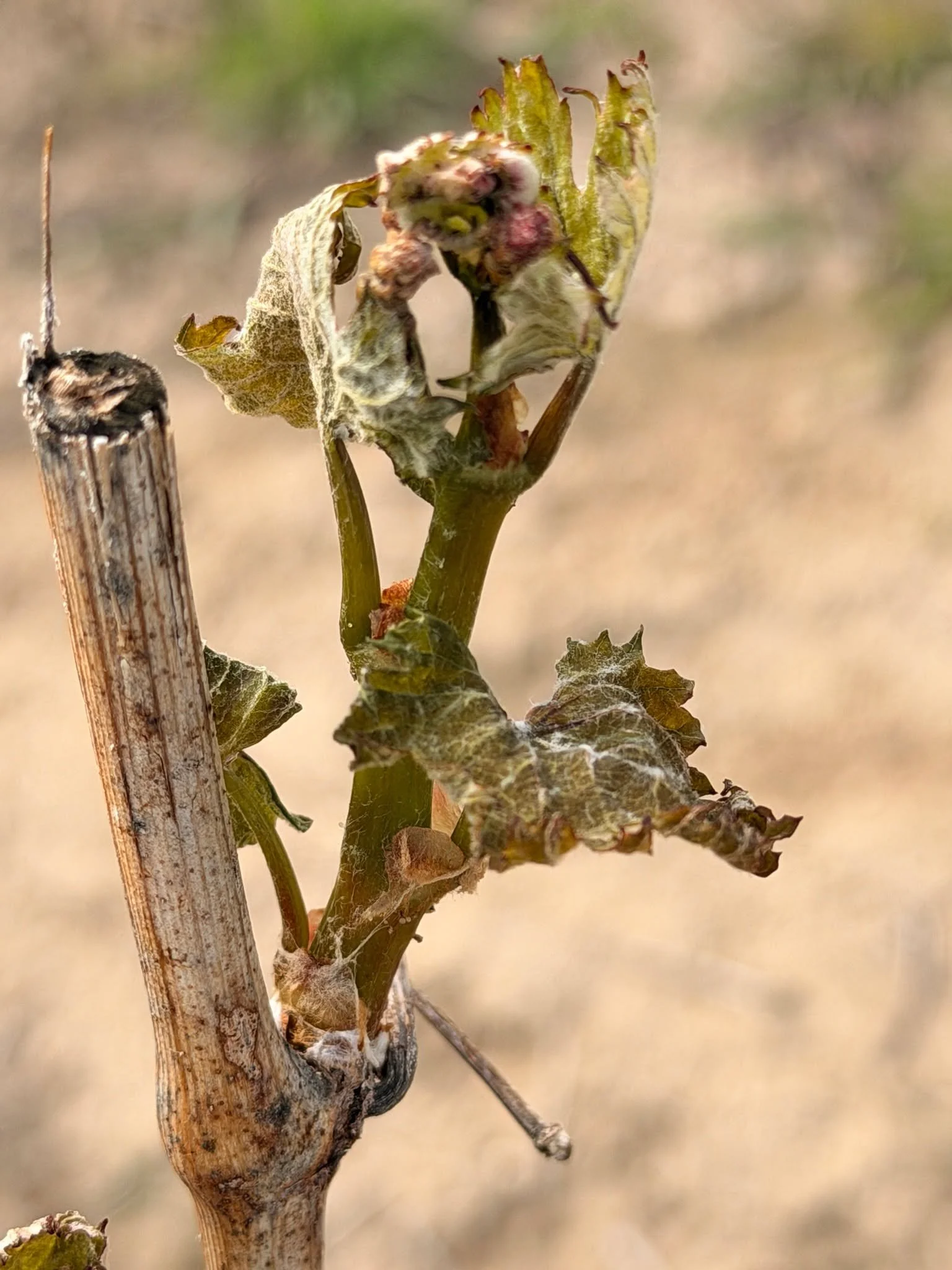 The WYMER Vineyard did experience a little frost damage from last week&rsquo;s cold temperatures, but we&rsquo;re hopeful the vines will recover.
If not&hellip; Mike may have to get creative and try his hand at making a white wine from red grapes! St