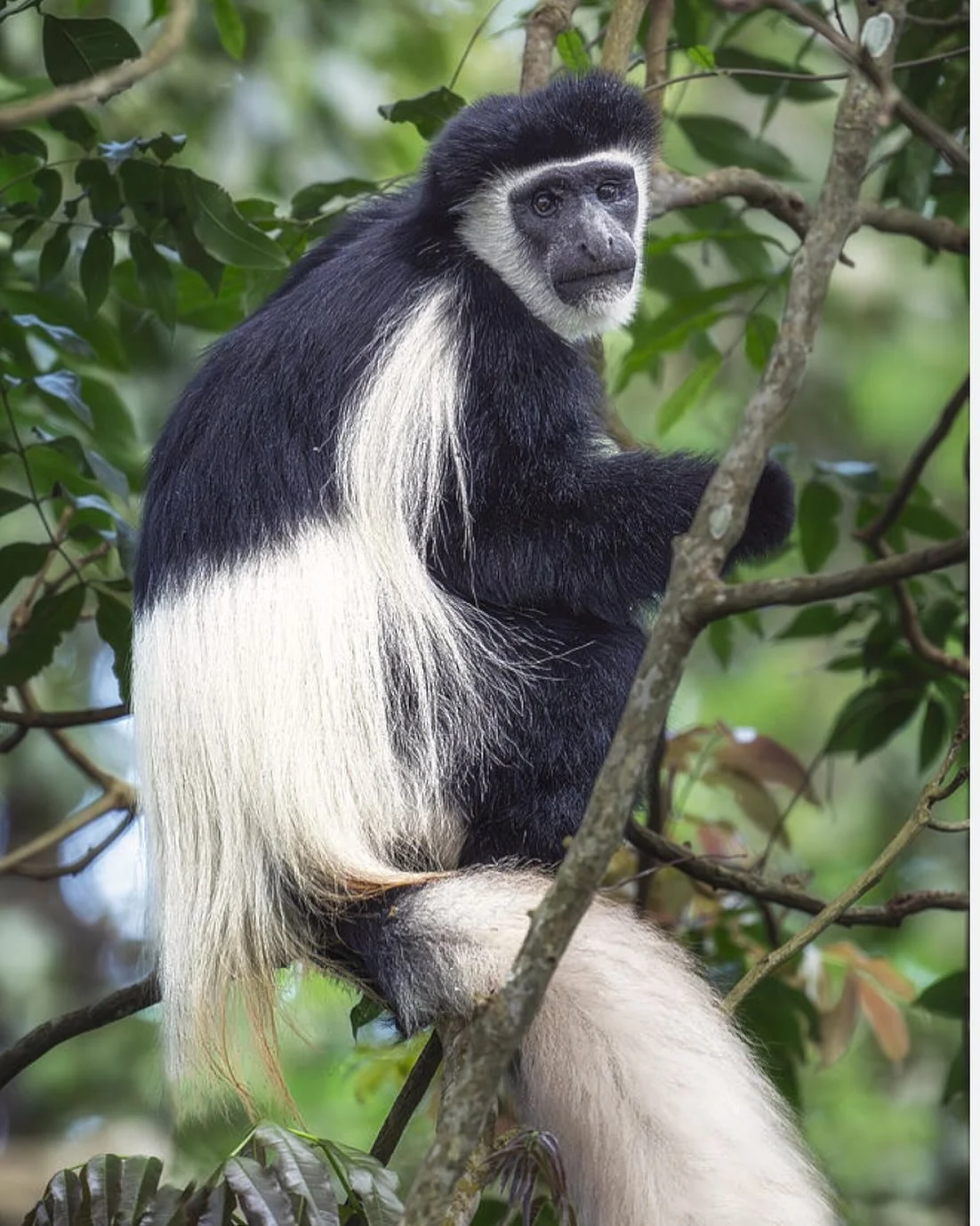 Maurice lives @the.phoenix.house with his family