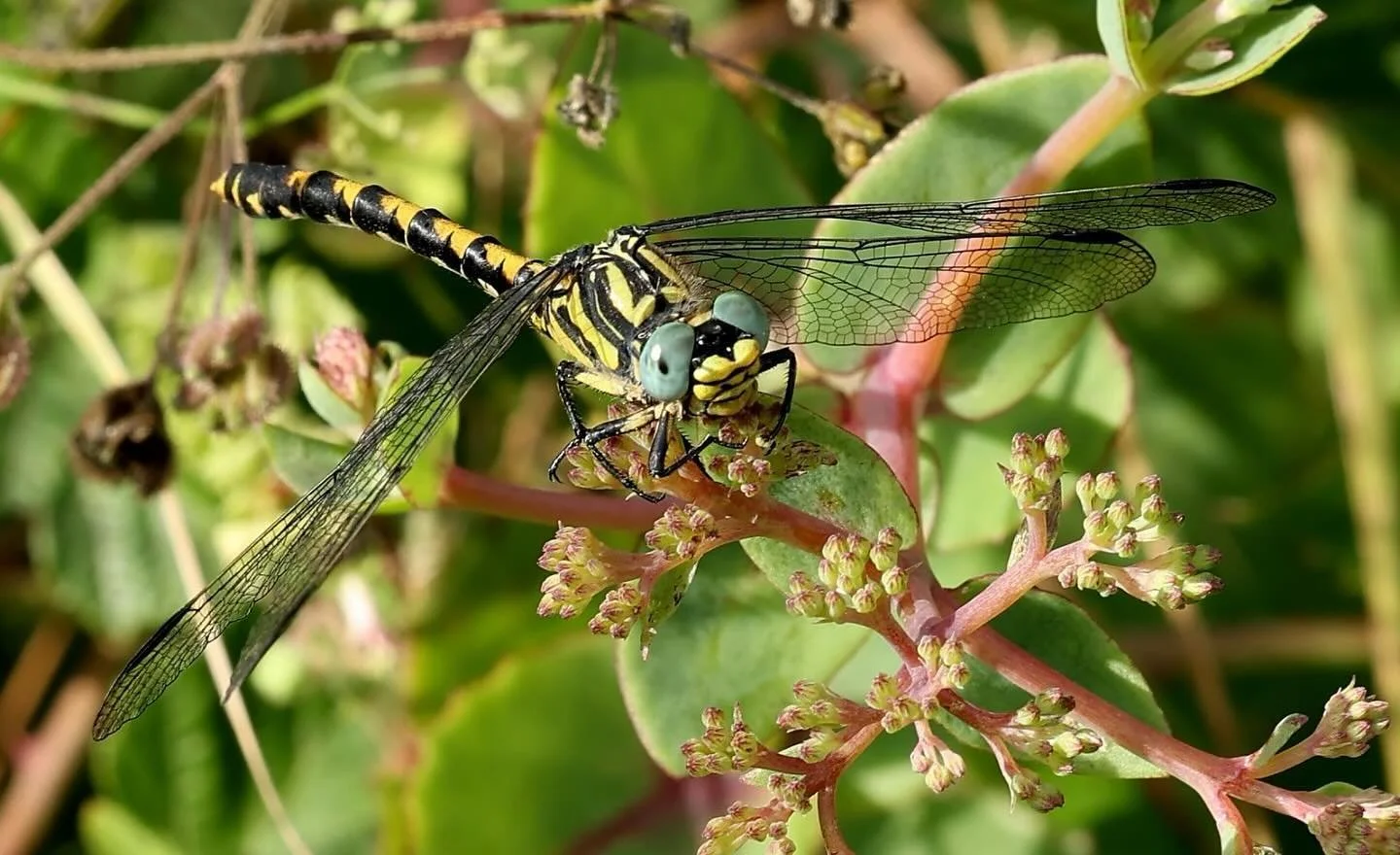 Dragonflies have a superpower-like ability to perceive ultraviolet and polarized light. This is combined with an almost complete 360 degree field of vision processed at 200 images per second- this one is looking at our photographer!