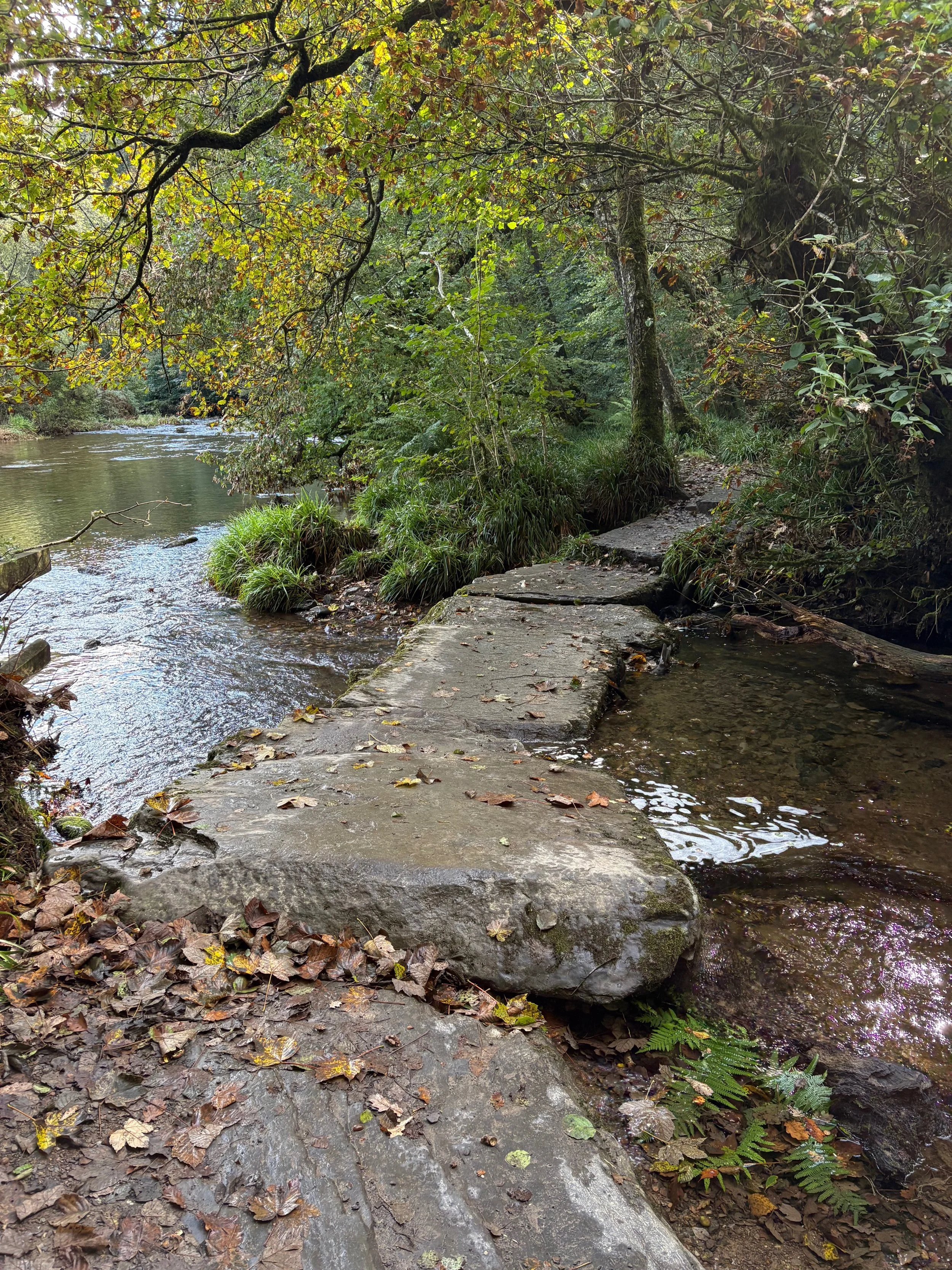 A natural creek with a narrow stone pathway crossing over it, surrounded by lush green trees and overhanging branches, with fallen leaves on the rocks and ground.