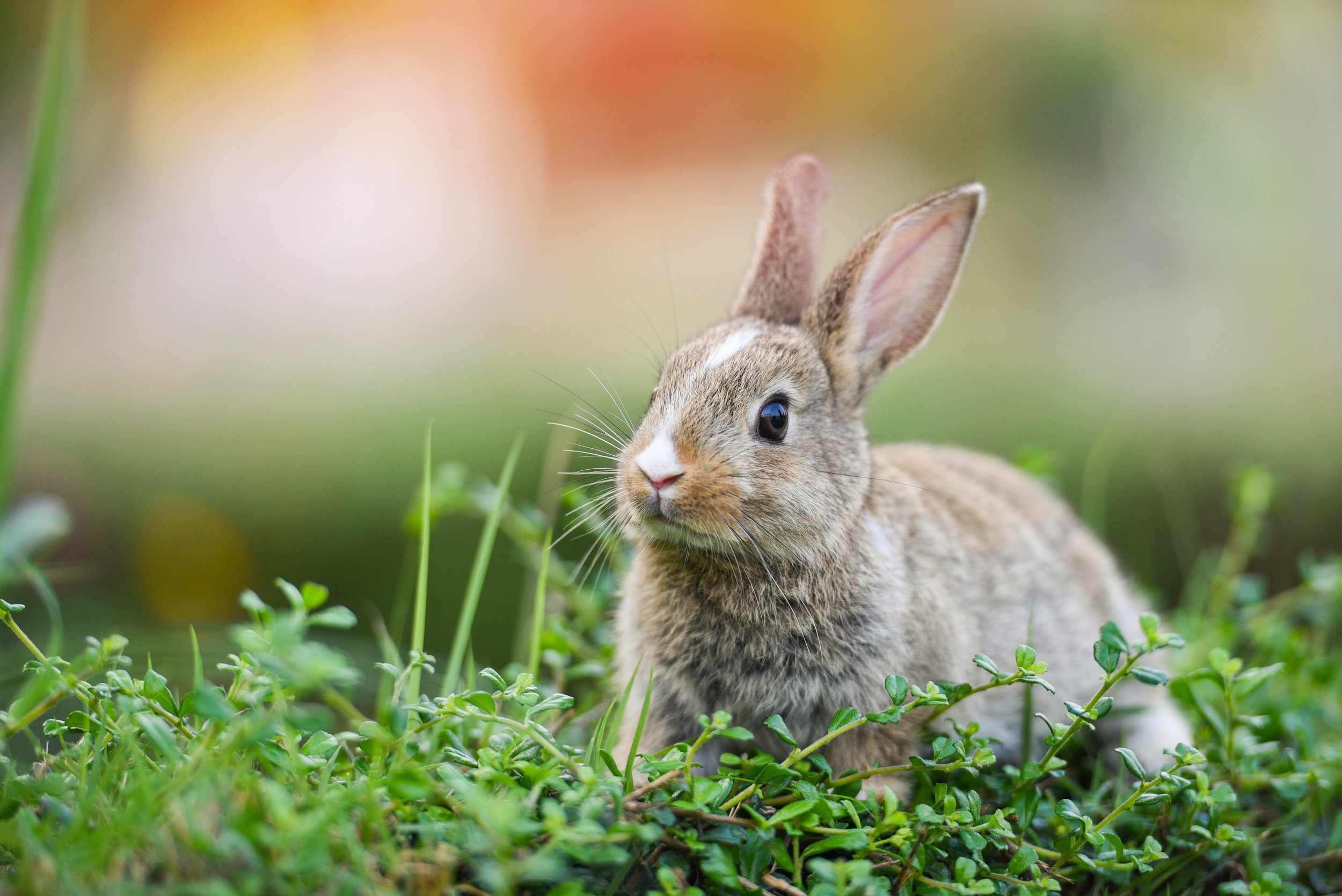 Rabbit.jpeg