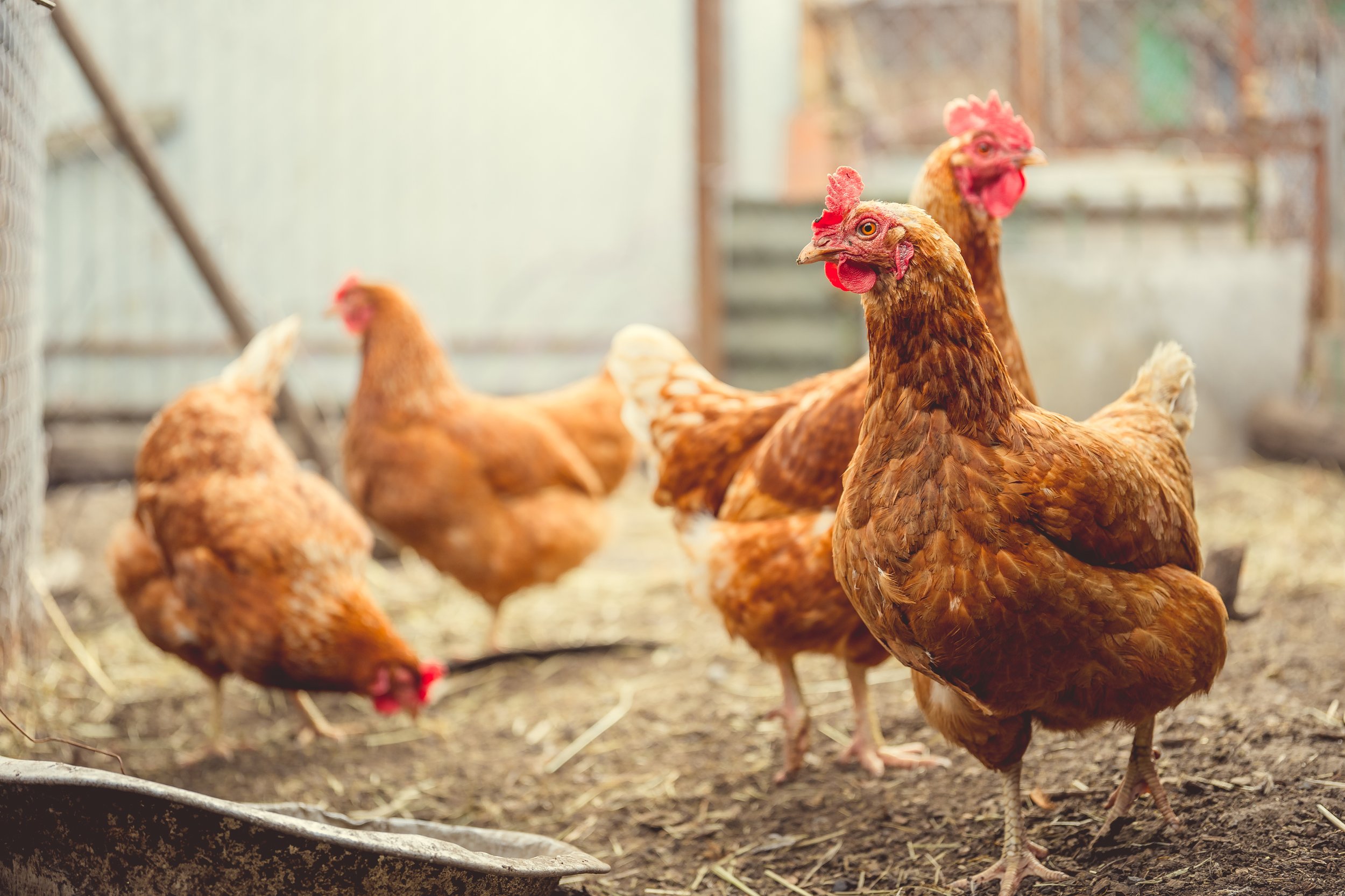 Chickens.jpeg