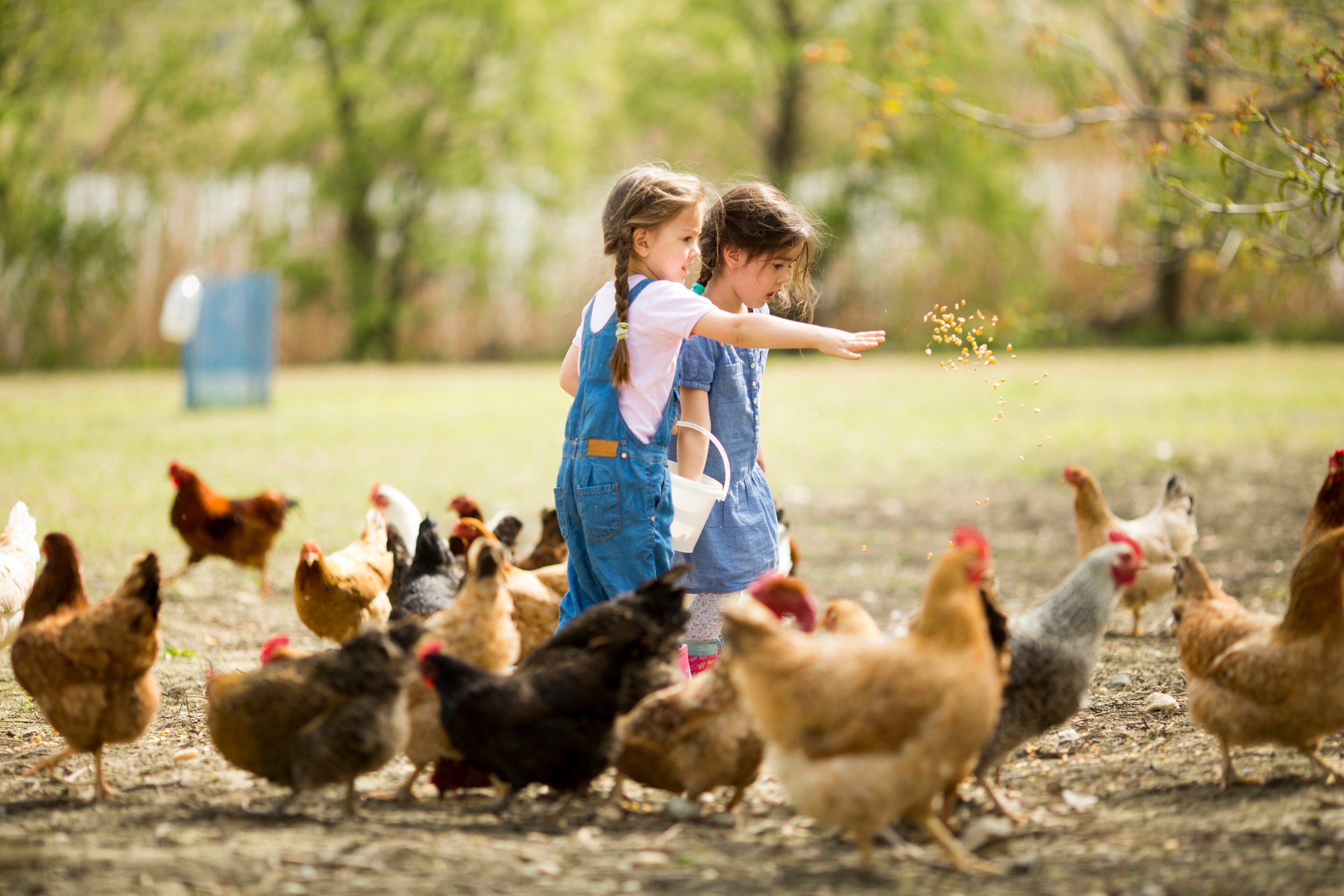 Children Feeding Chickens.jpeg
