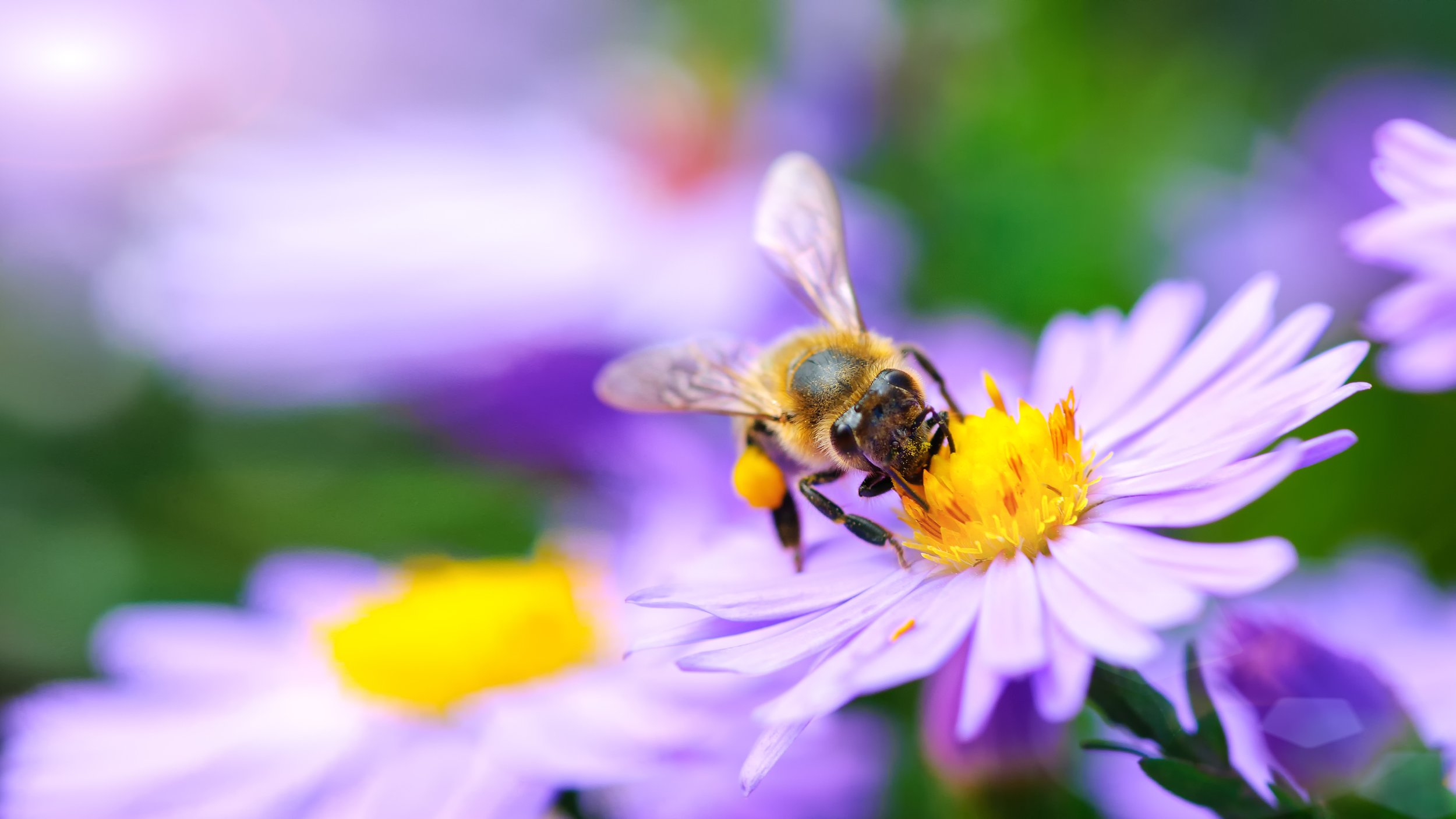 Bee on flower.jpeg
