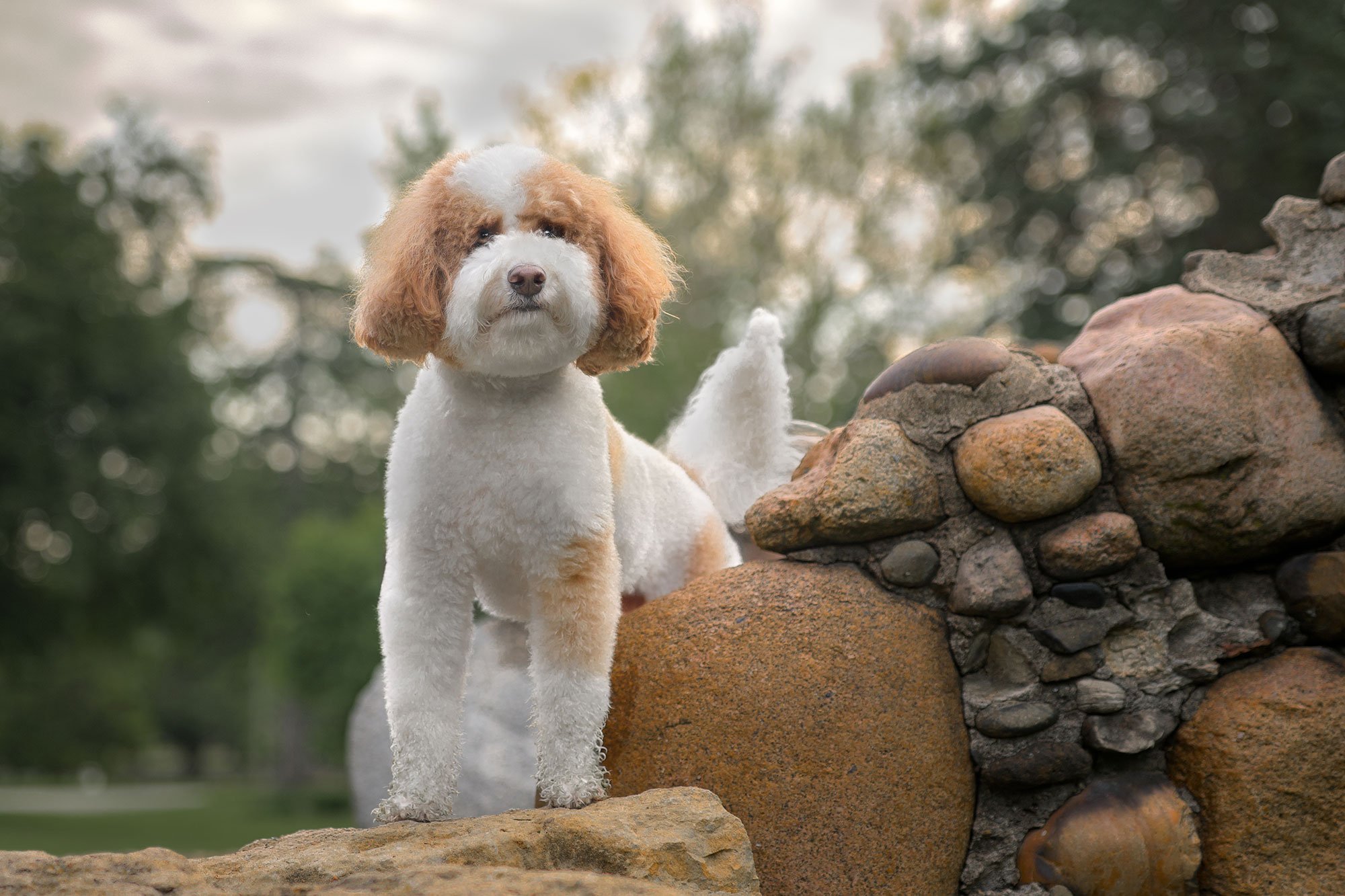 Dog_Photography_Pet_Photography_Iowa_Illinois_Vander_Veer_Park.jpg
