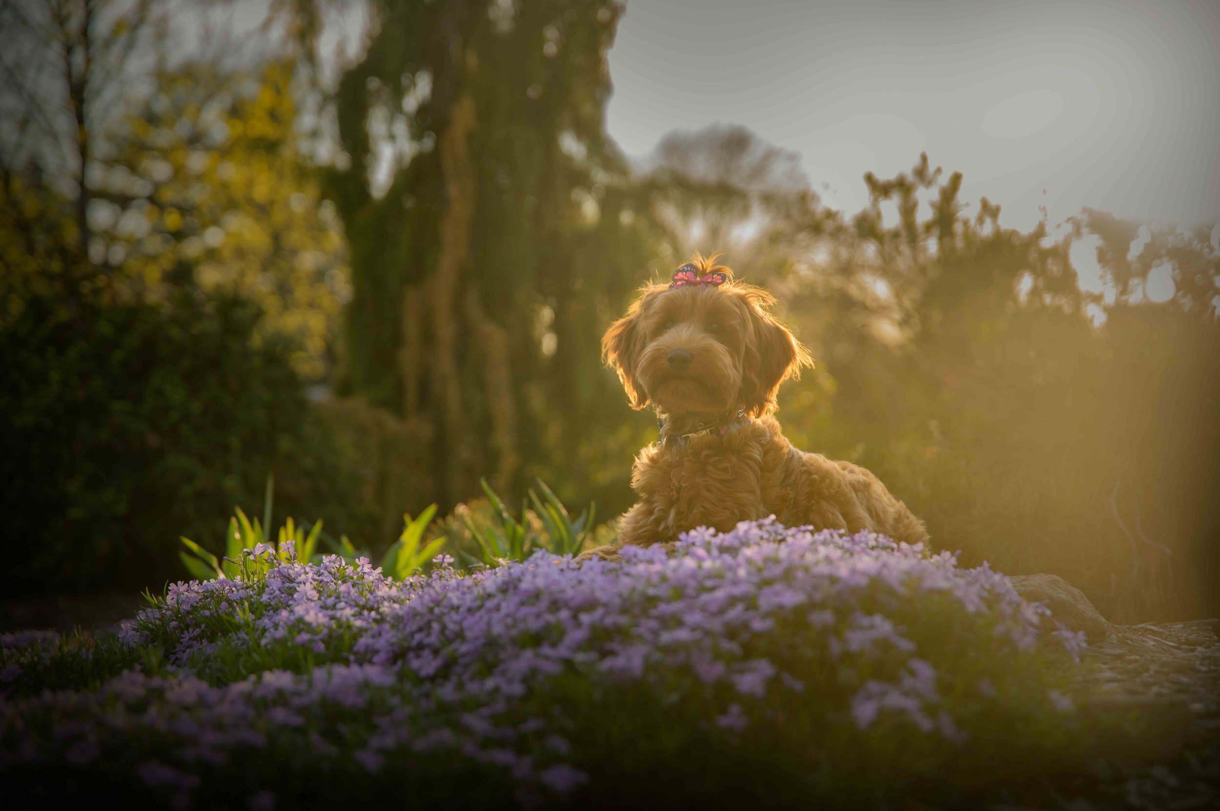 Dog Photography Pet Photography Quad Cities IA IL -4.jpg