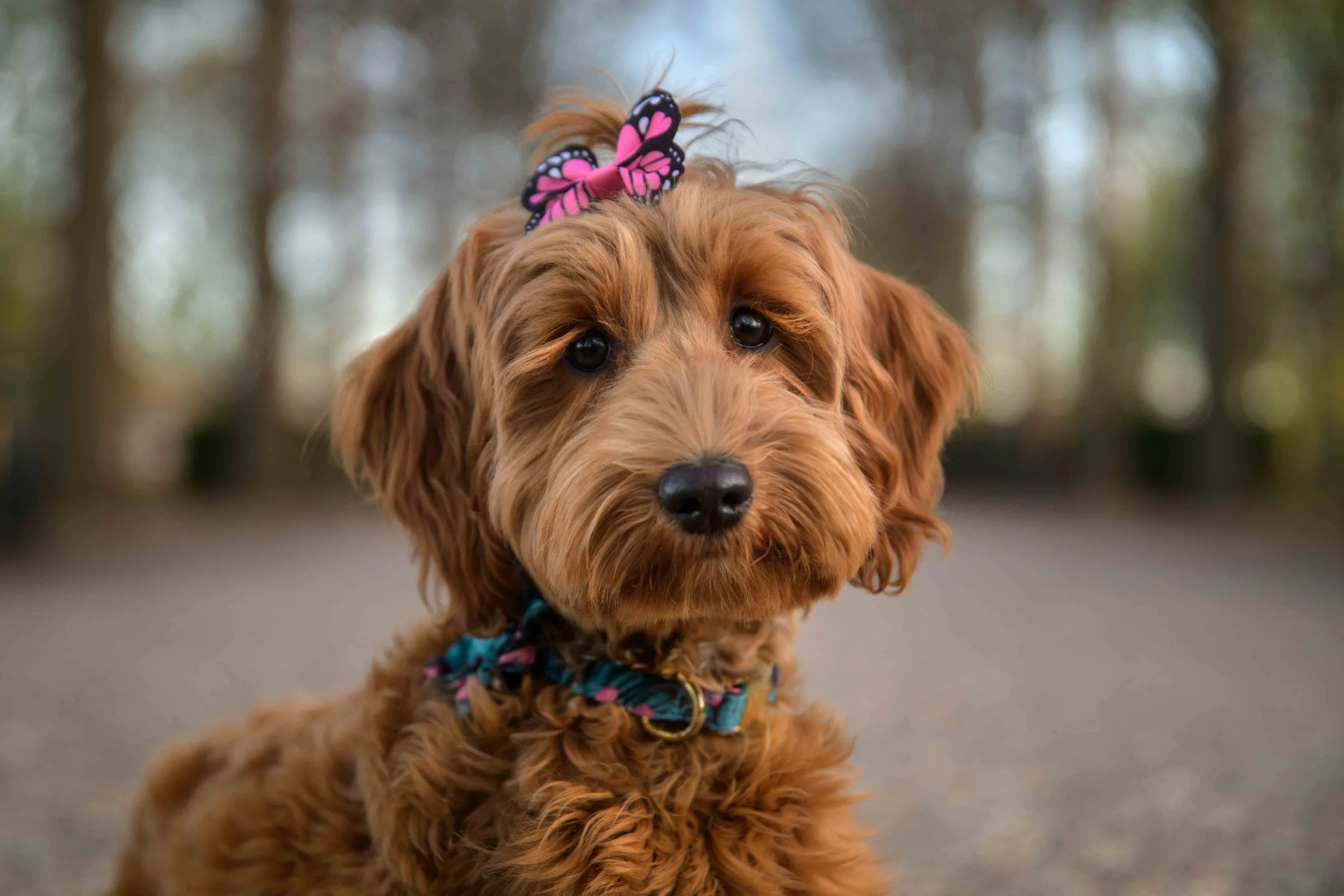 Dog Photography Pet Photography Quad Cities IA IL -3.jpg