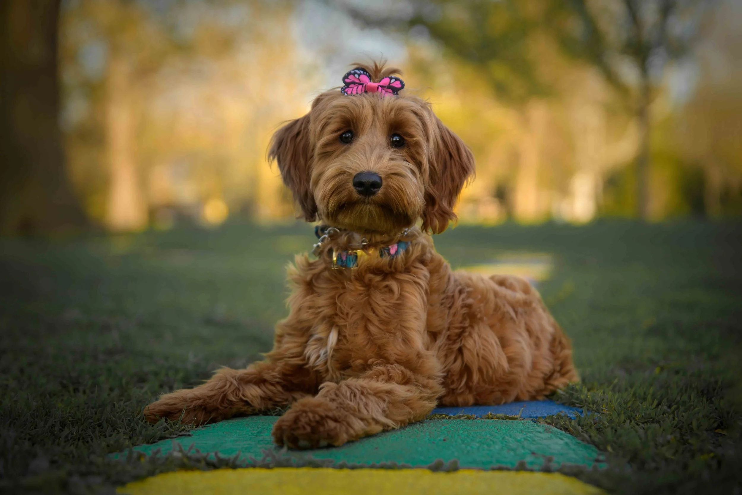Dog Photography Pet Photography Quad Cities IA IL -6.jpg