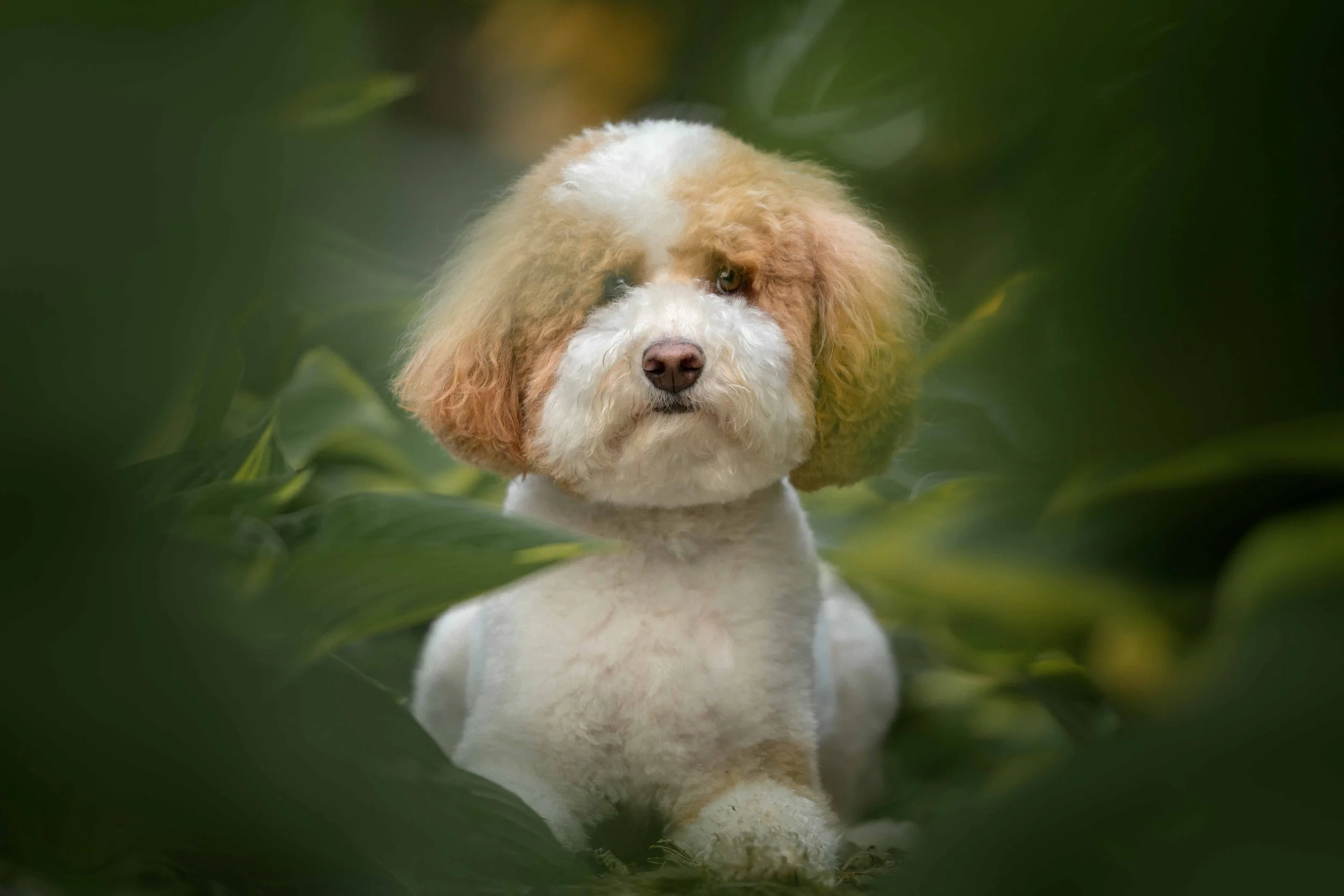 Dog Photography Pet Photography Quad Cities IA IL -9.jpg