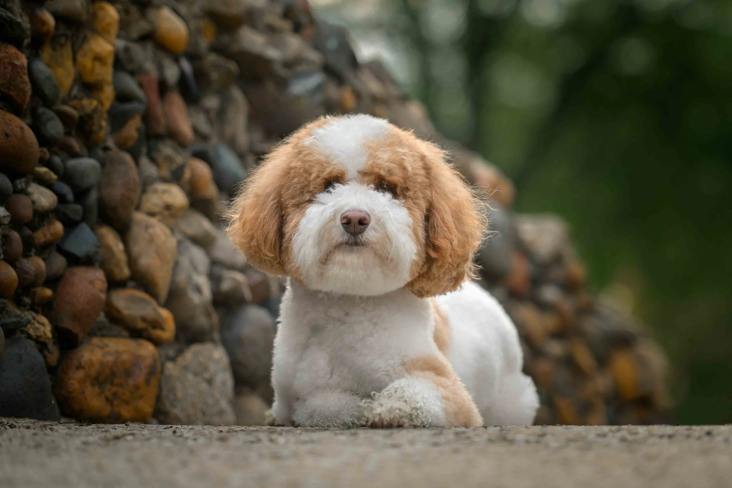 Dog Photography Pet Photography Quad Cities IA IL -11.jpg