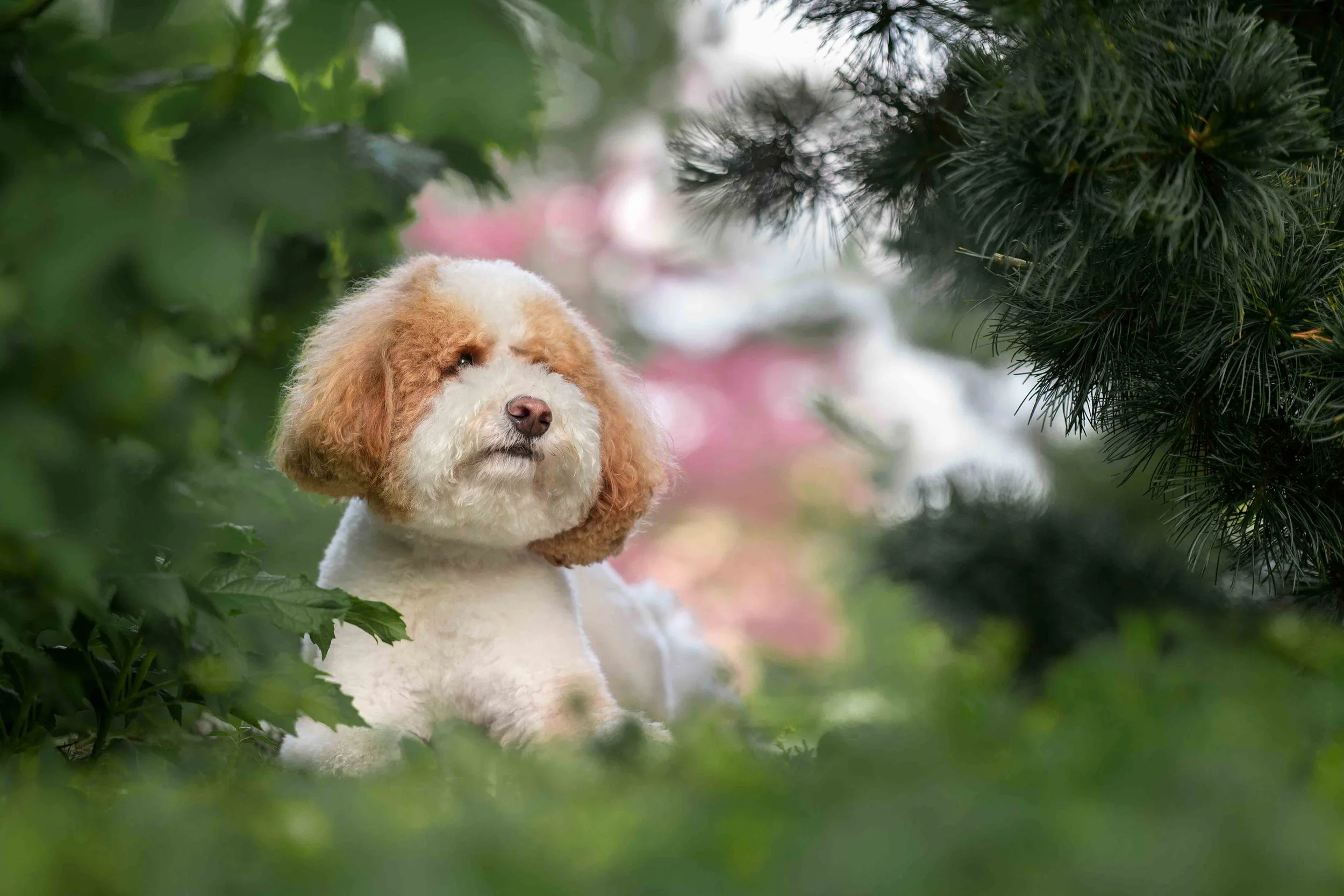 Dog Photography Pet Photography Quad Cities IA IL -10.jpg