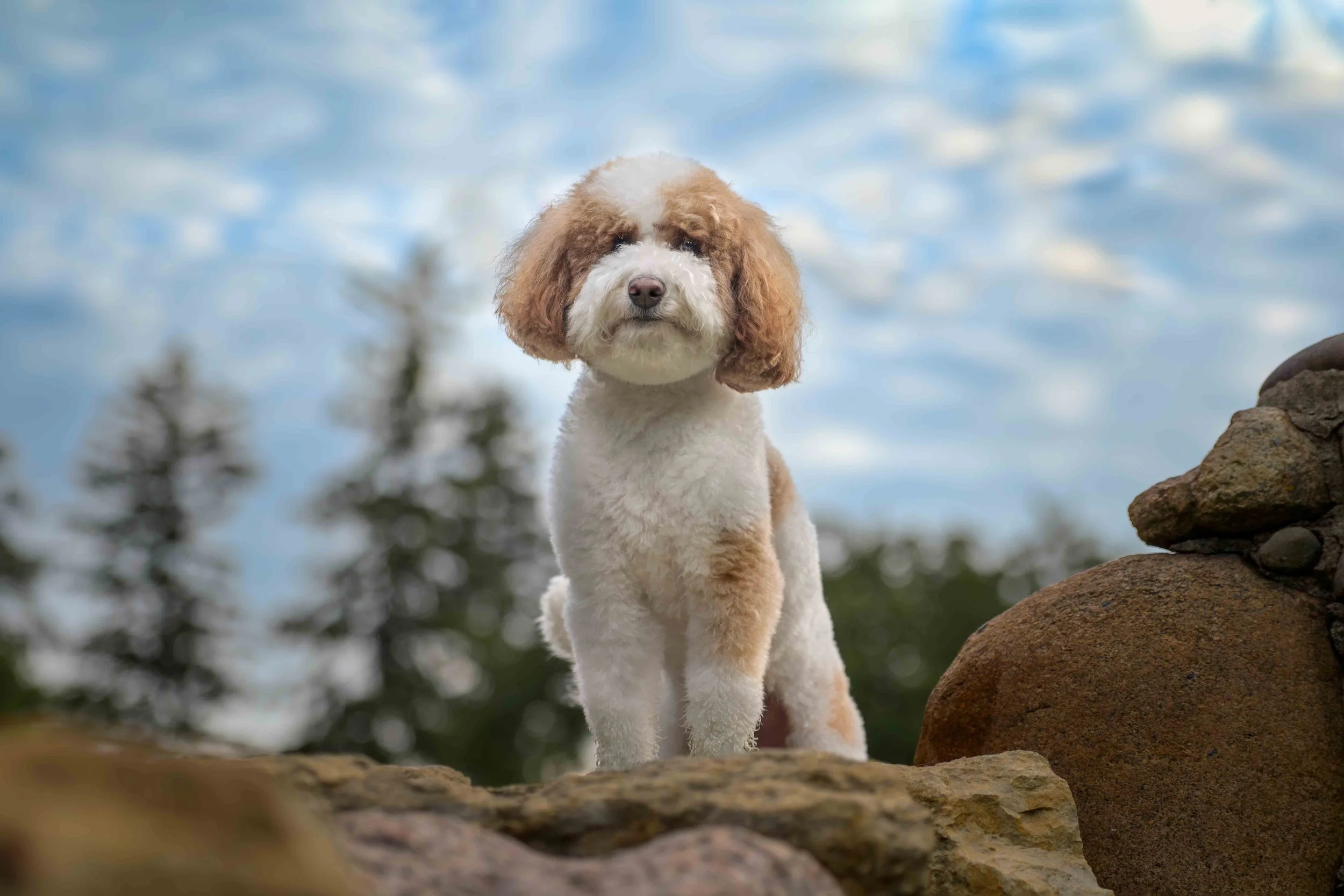 Dog Photography Pet Photography Quad Cities IA IL -12.jpg