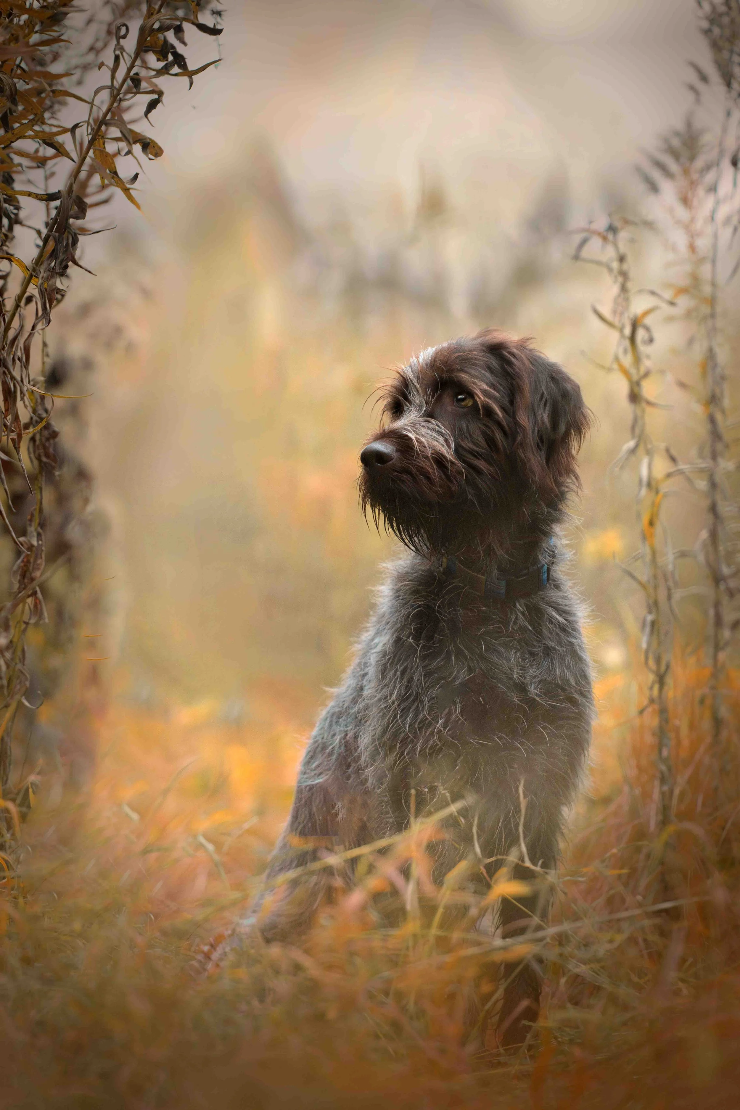 Dog Photography Pet Photography Quad Cities IA IL -13.jpg