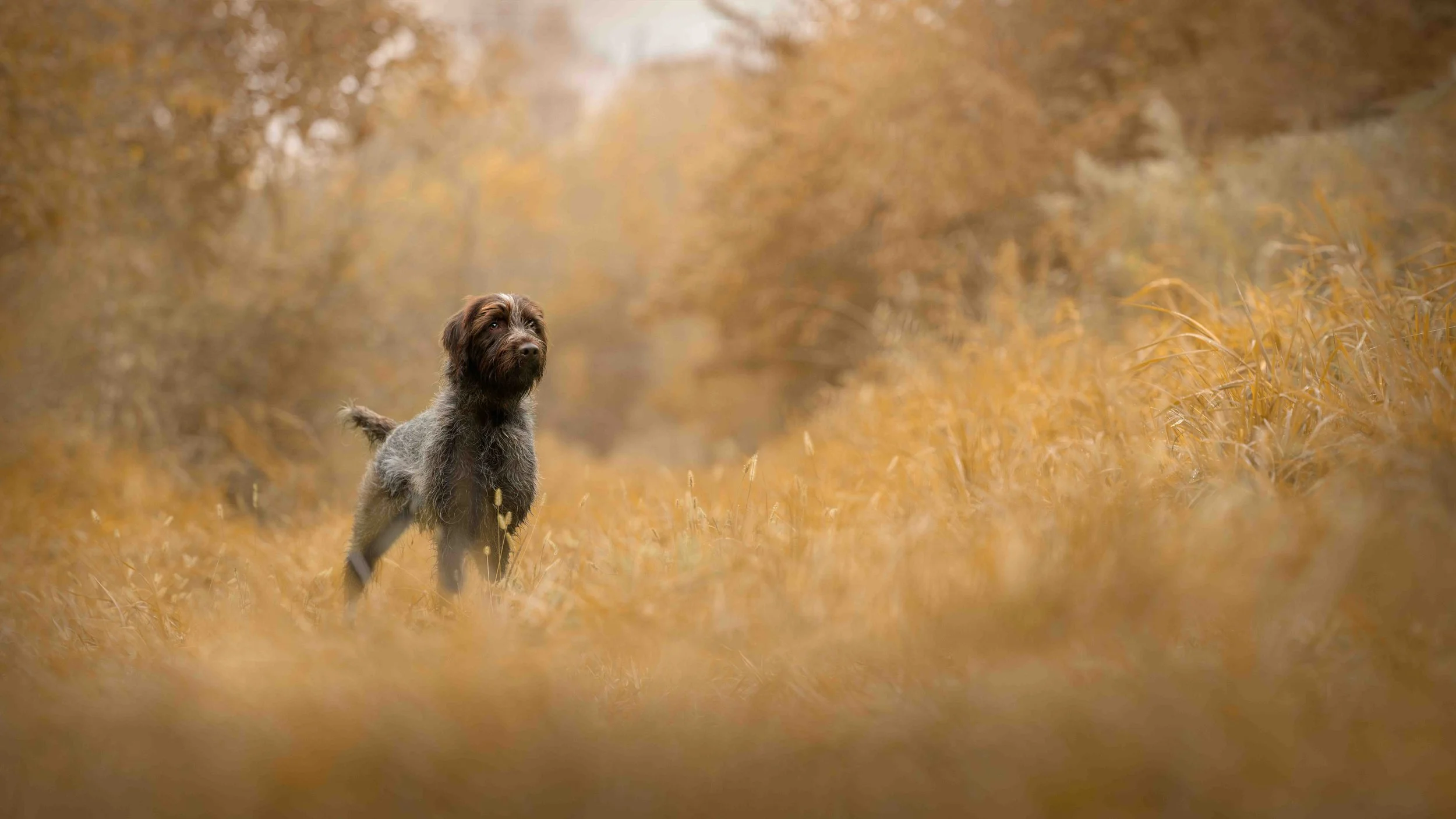 Dog Photography Pet Photography Quad Cities IA IL -14.jpg