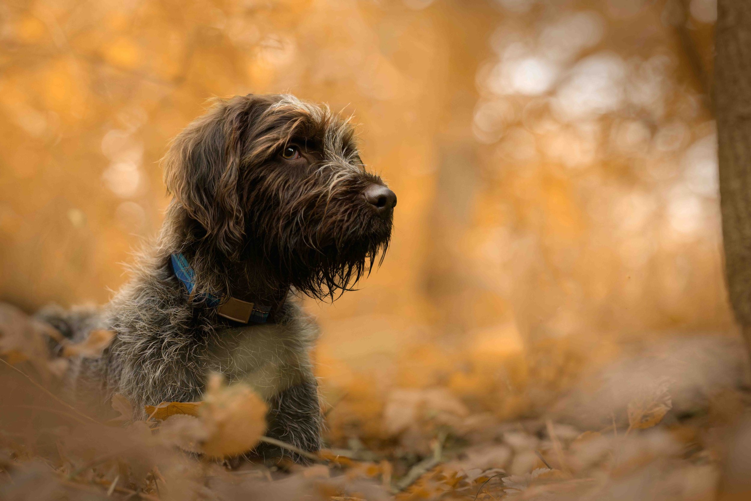 Dog Photography Pet Photography Quad Cities IA IL -15.jpg