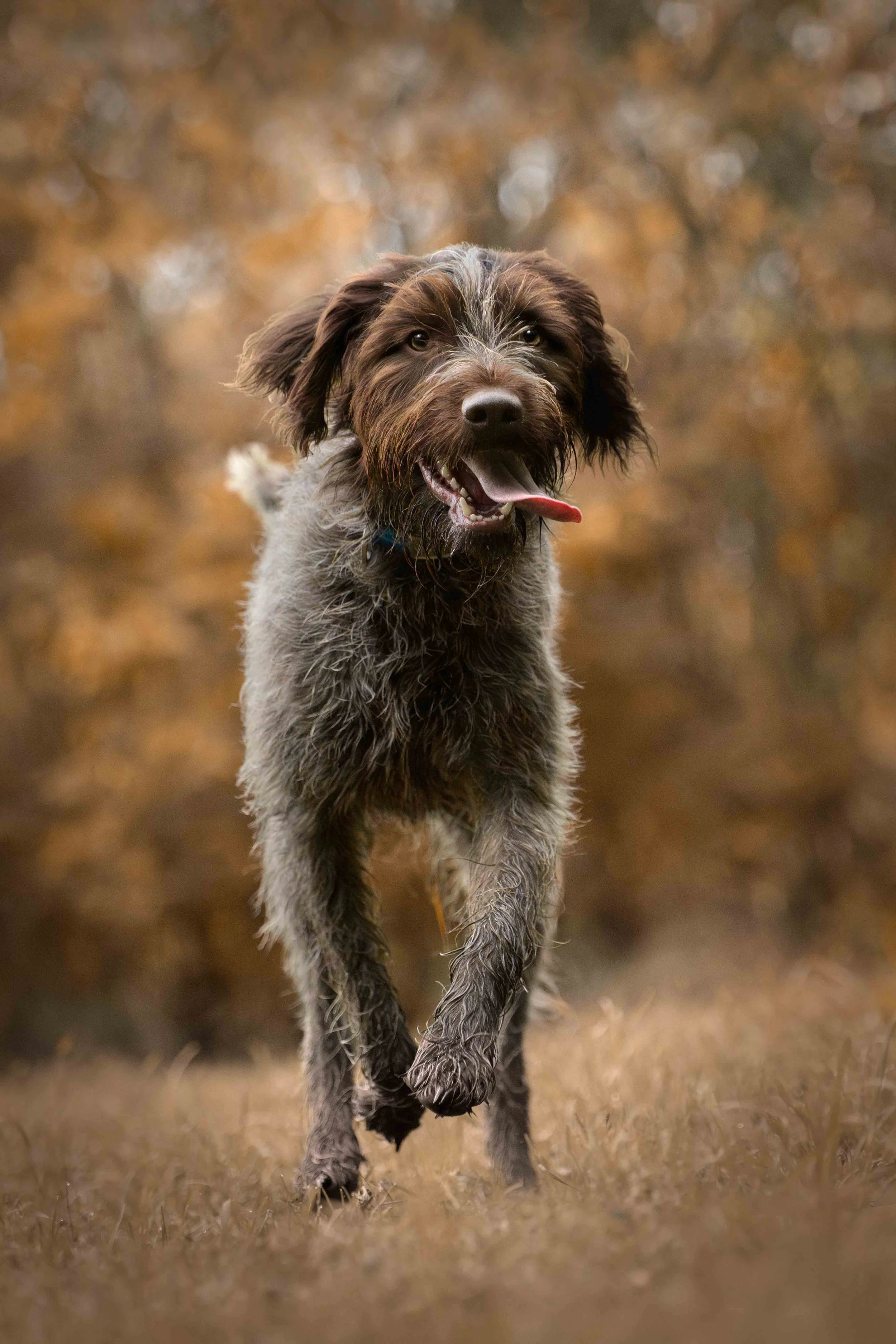 Dog Photography Pet Photography Quad Cities IA IL -16.jpg